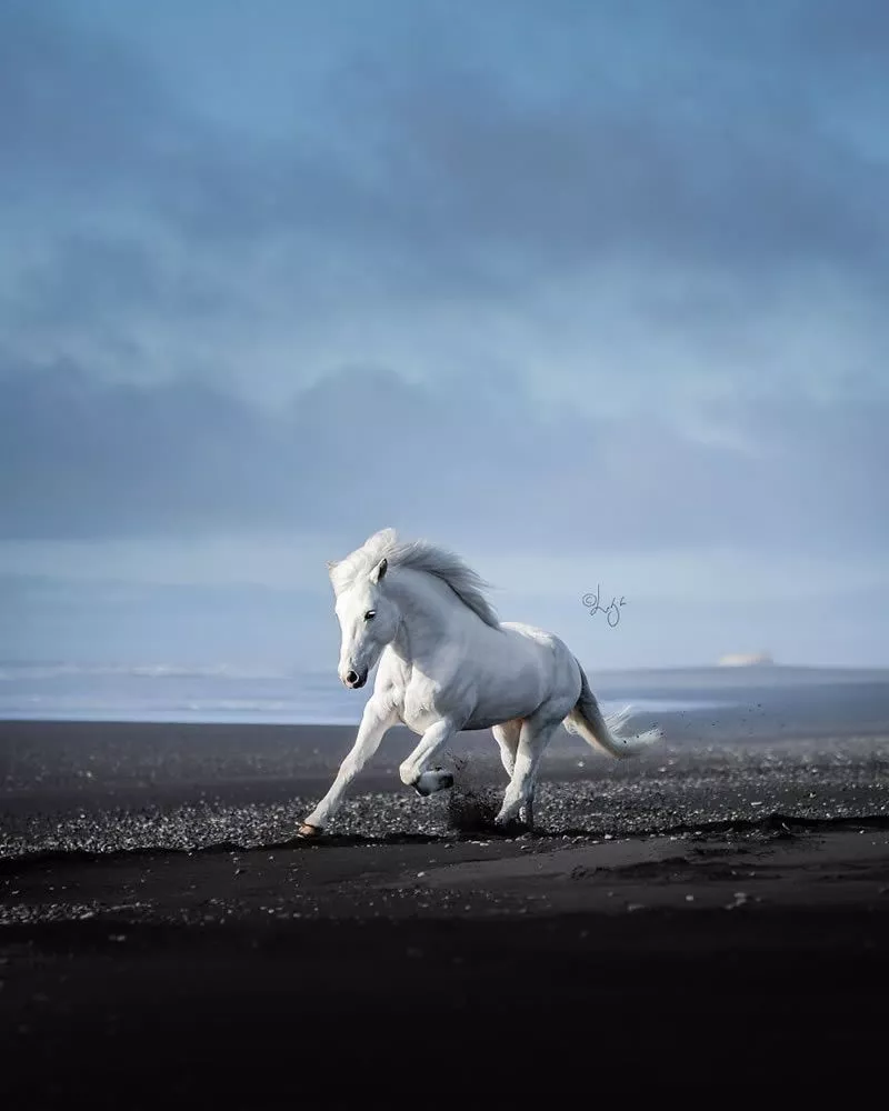 Photos Of Horses In Icelandic Landscapes