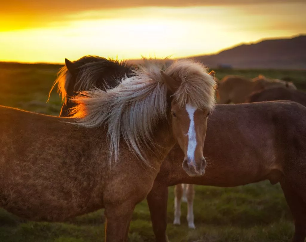 The Golden Horse in Iceland