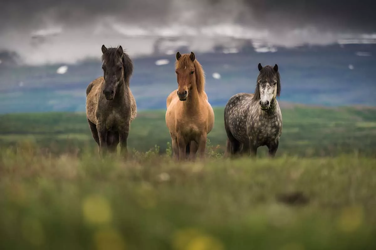 The Wonderfully Unique Icelandic Horse