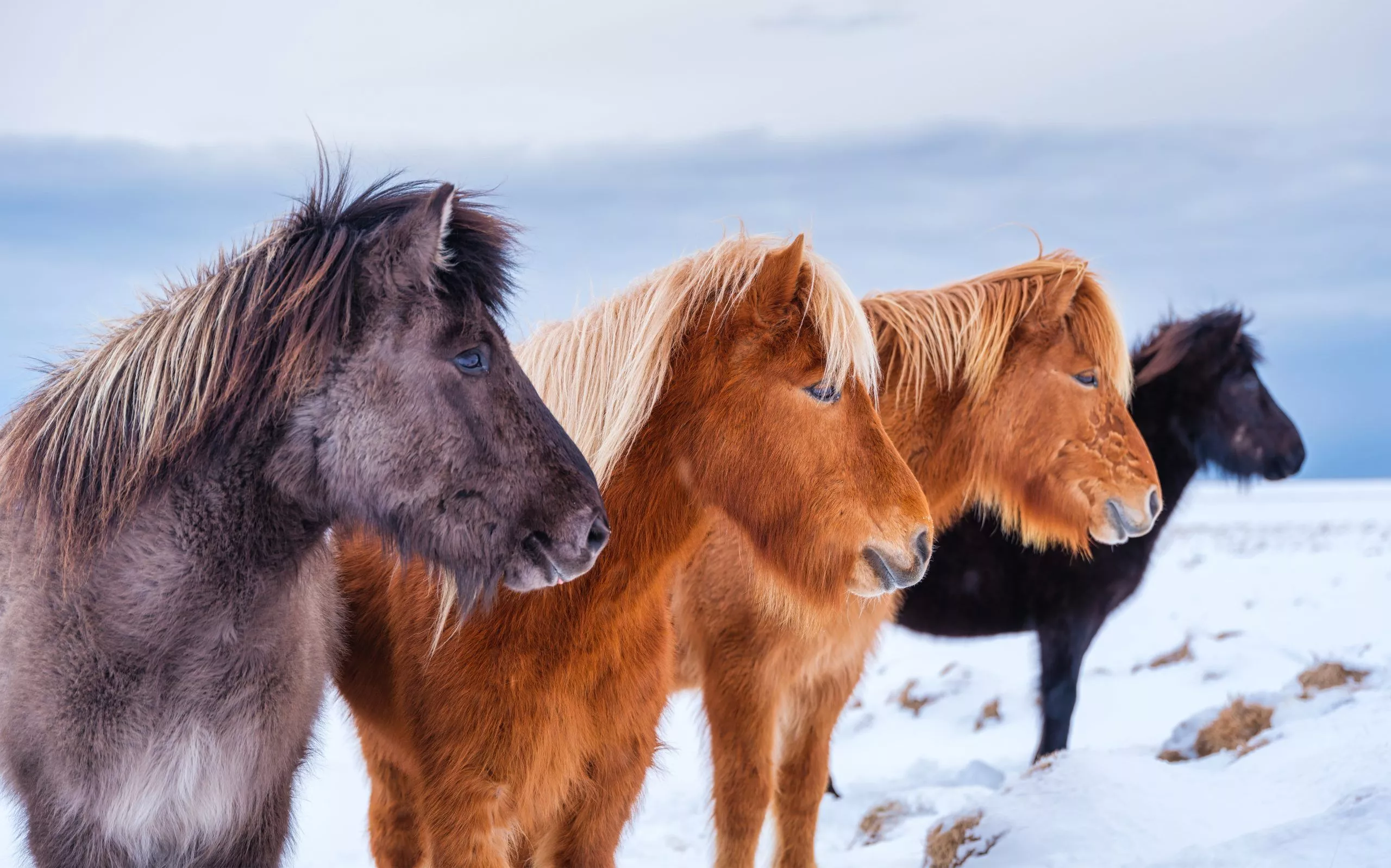 Facts About The Icelandic Horse