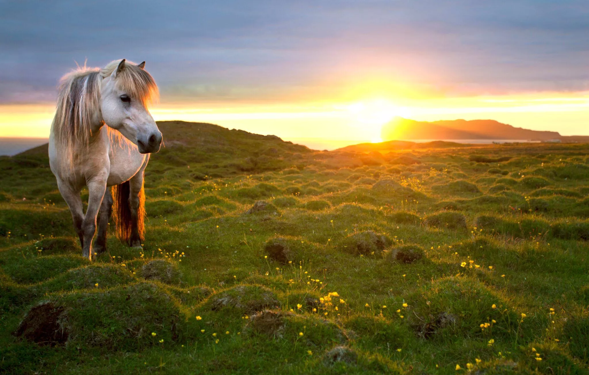 The Icelandic Horse: A Majestic Breed