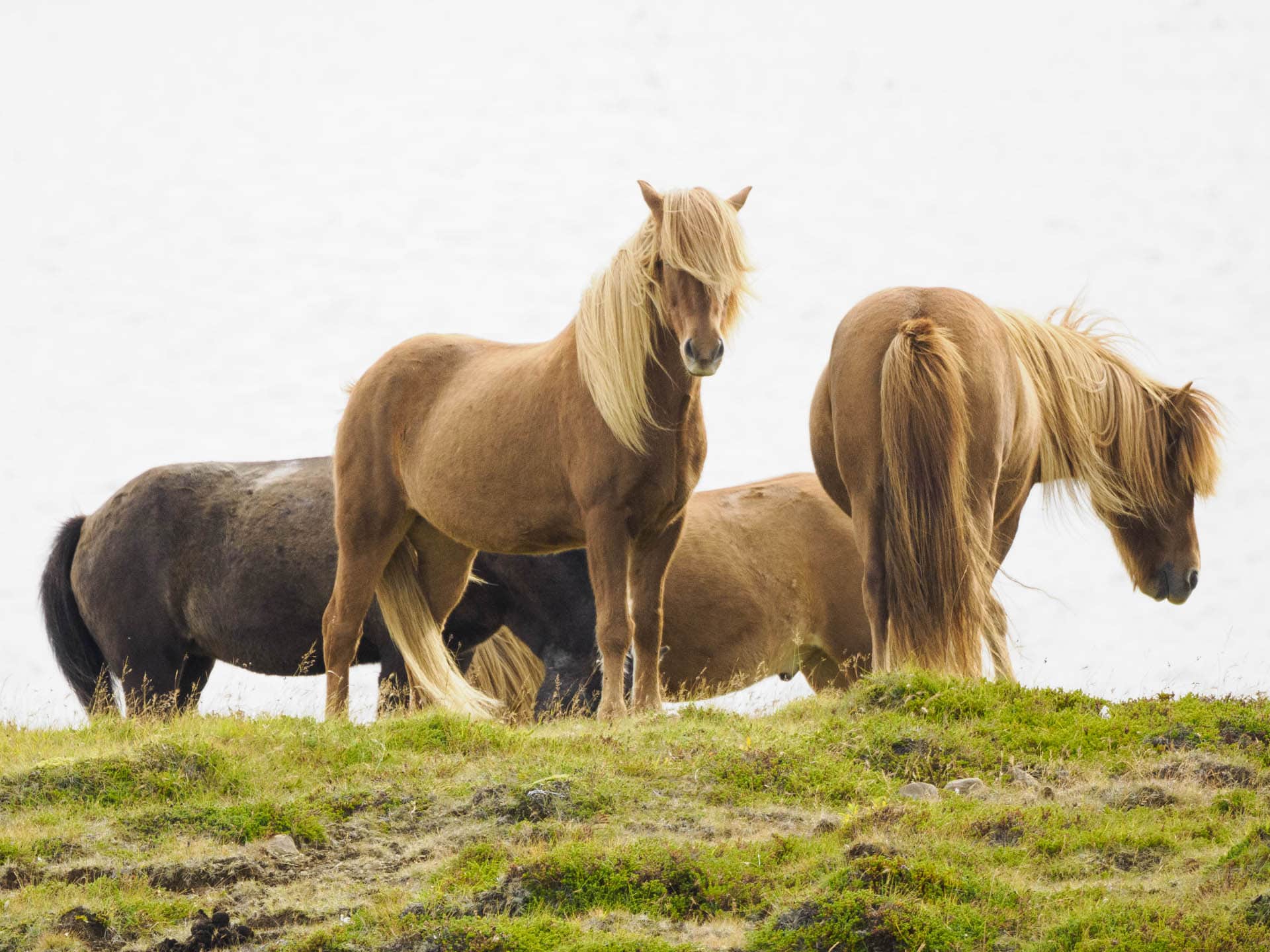 Why Icelanders are Hippophiles
