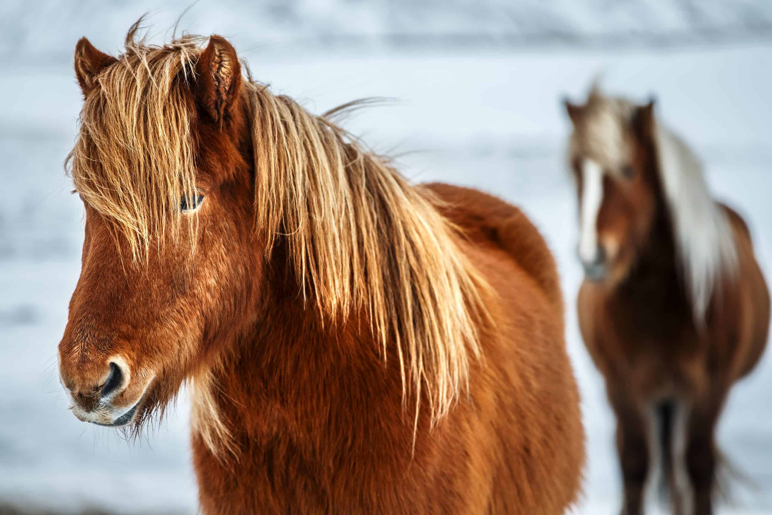 Icelandic Horse