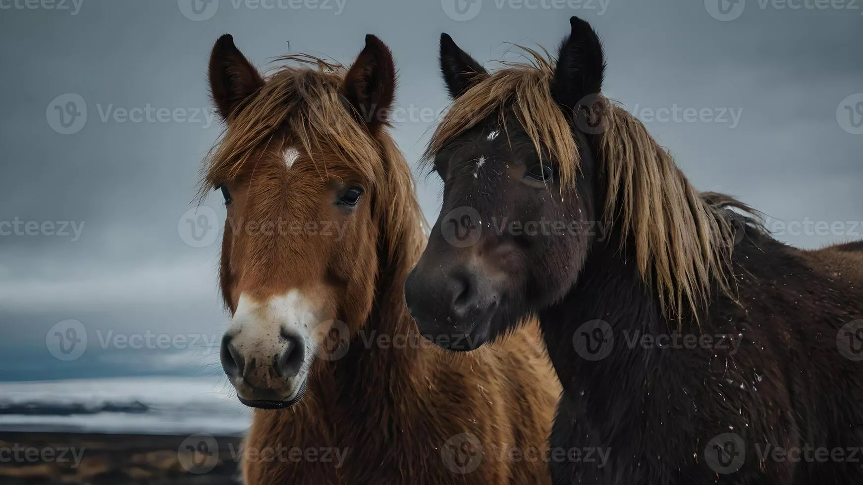 Icelandic Horse Image