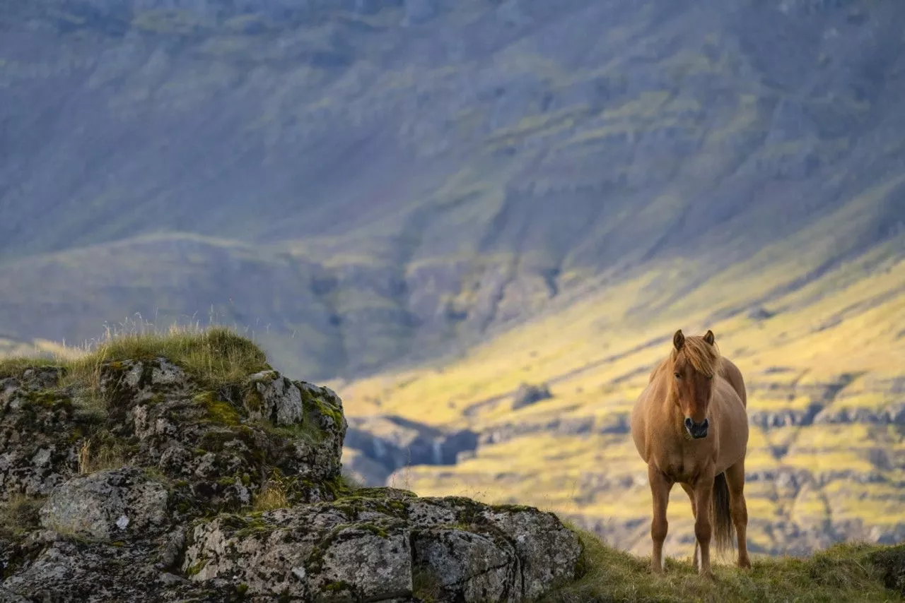 Iceland Poster Print