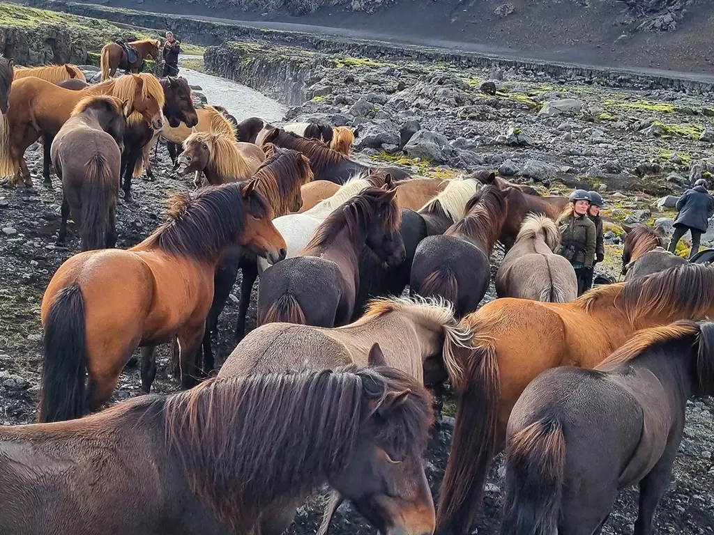The many shades of Icelandic horses