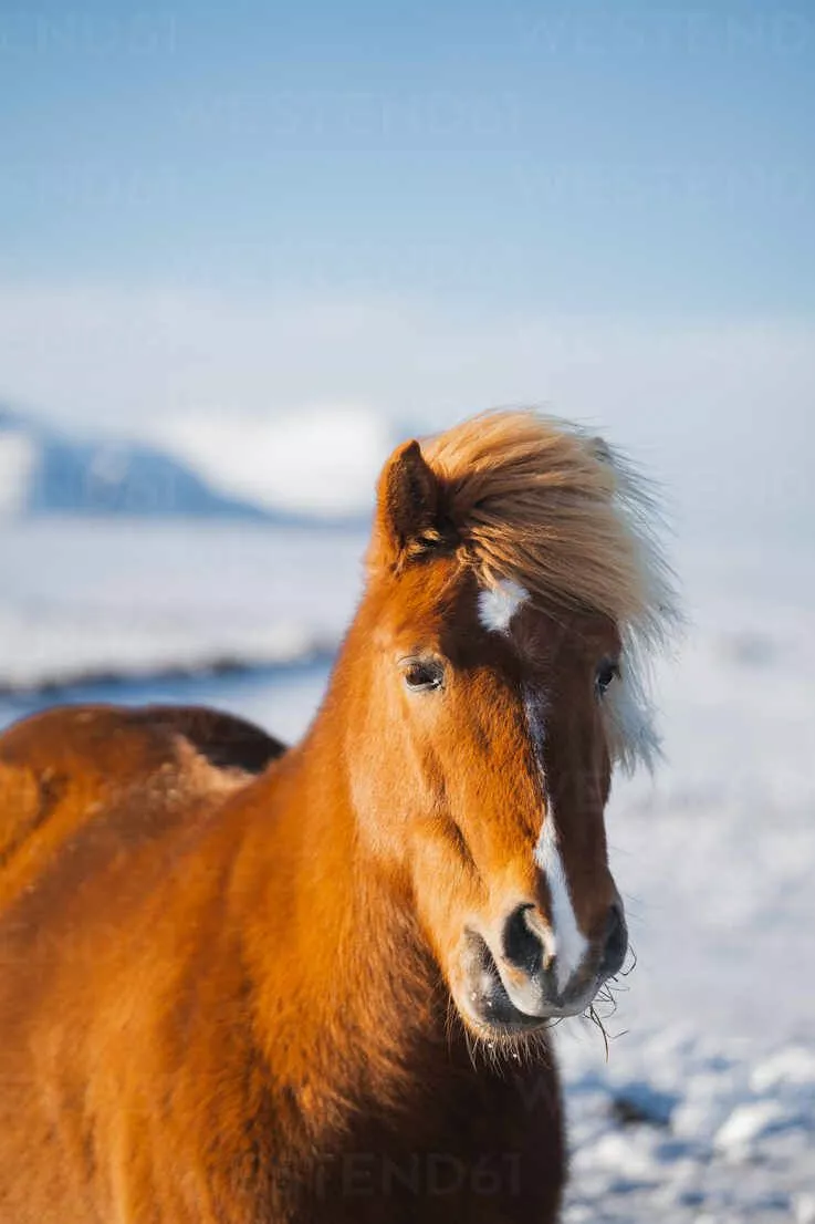 A chestnut Icelandic horse, with a