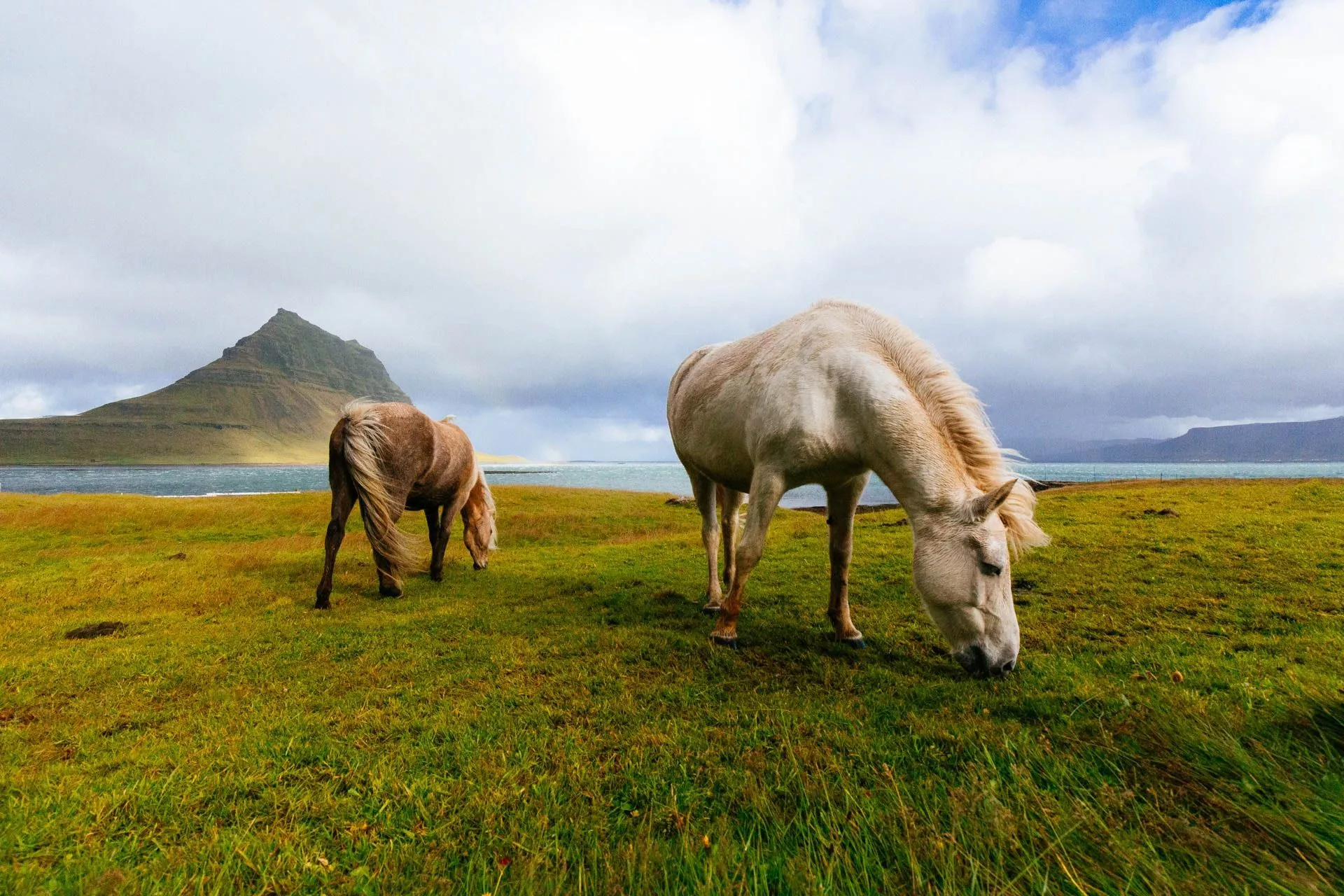 Icelandic Horses. Icelandair