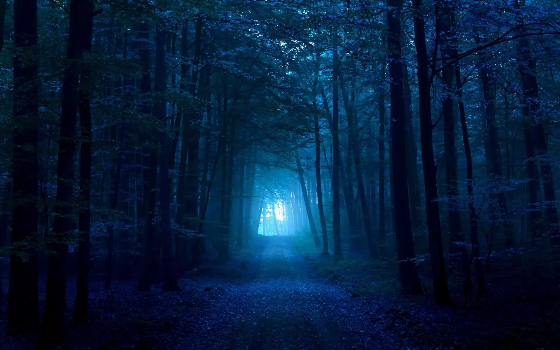 HD wallpaper: Dark Blue Forest, path