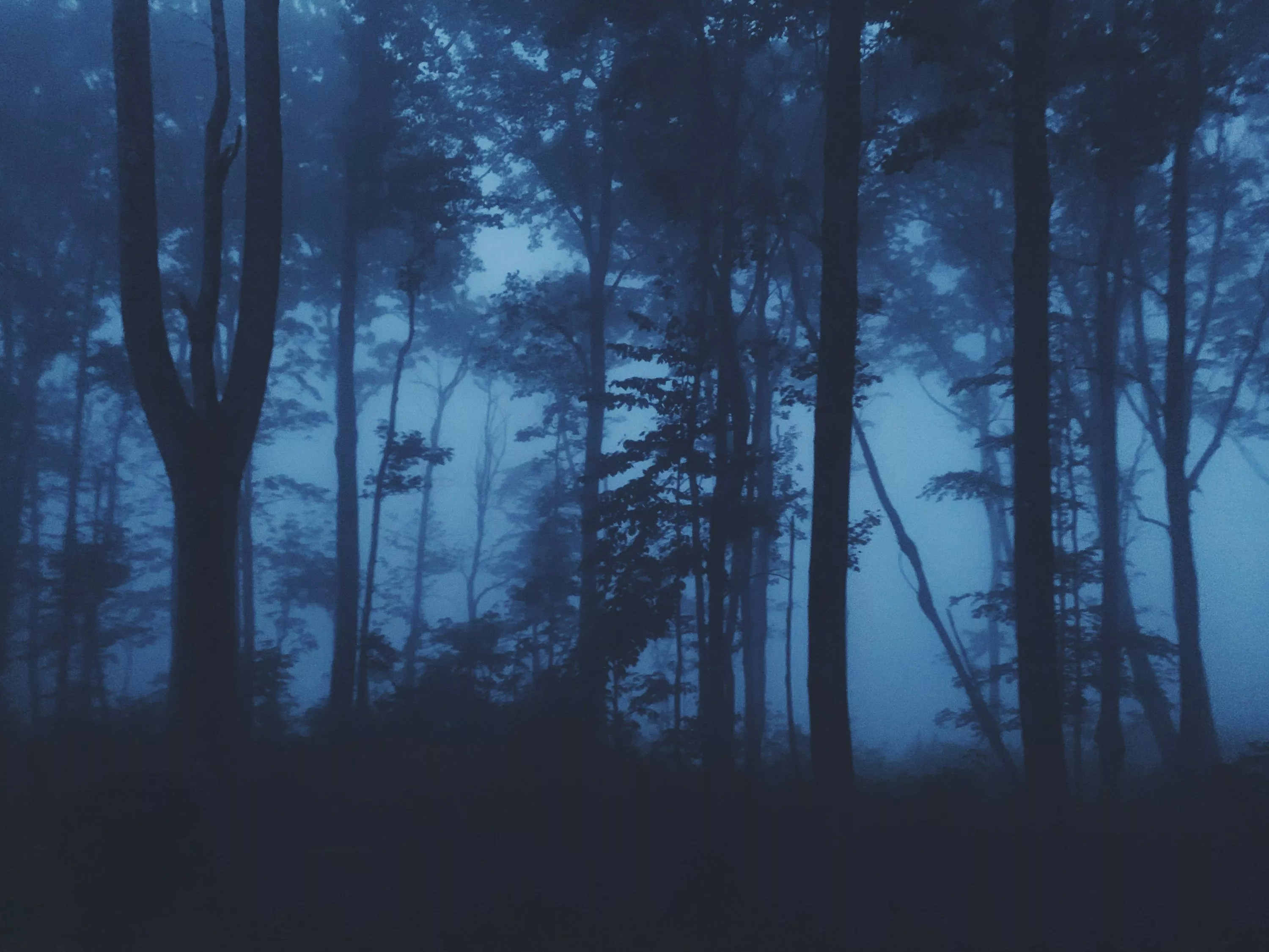 Blue Forest Picture. Download Free