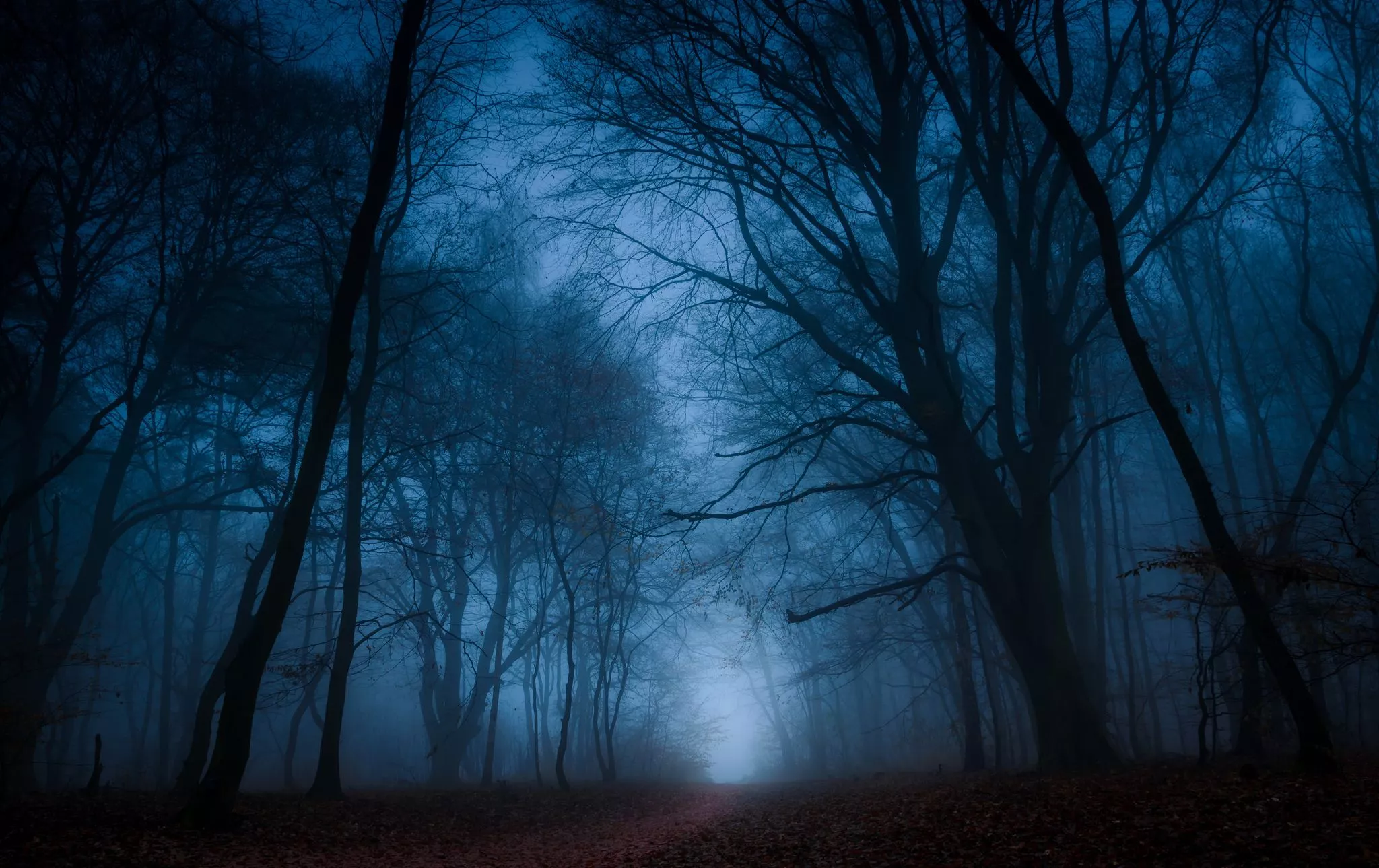 Enigmatic Fog HD Wallpaper