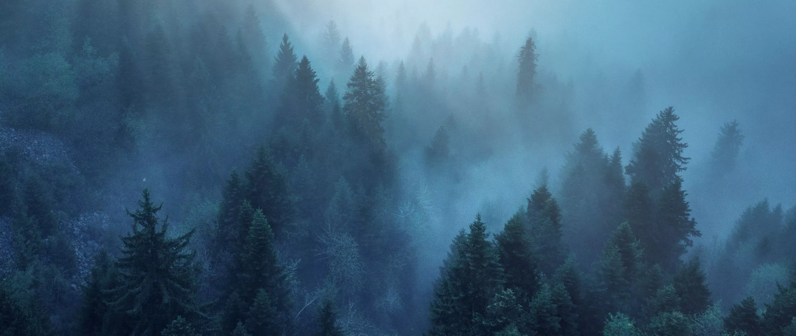 Forest Wallpaper 4K, Rhone Alpes, Sunlight