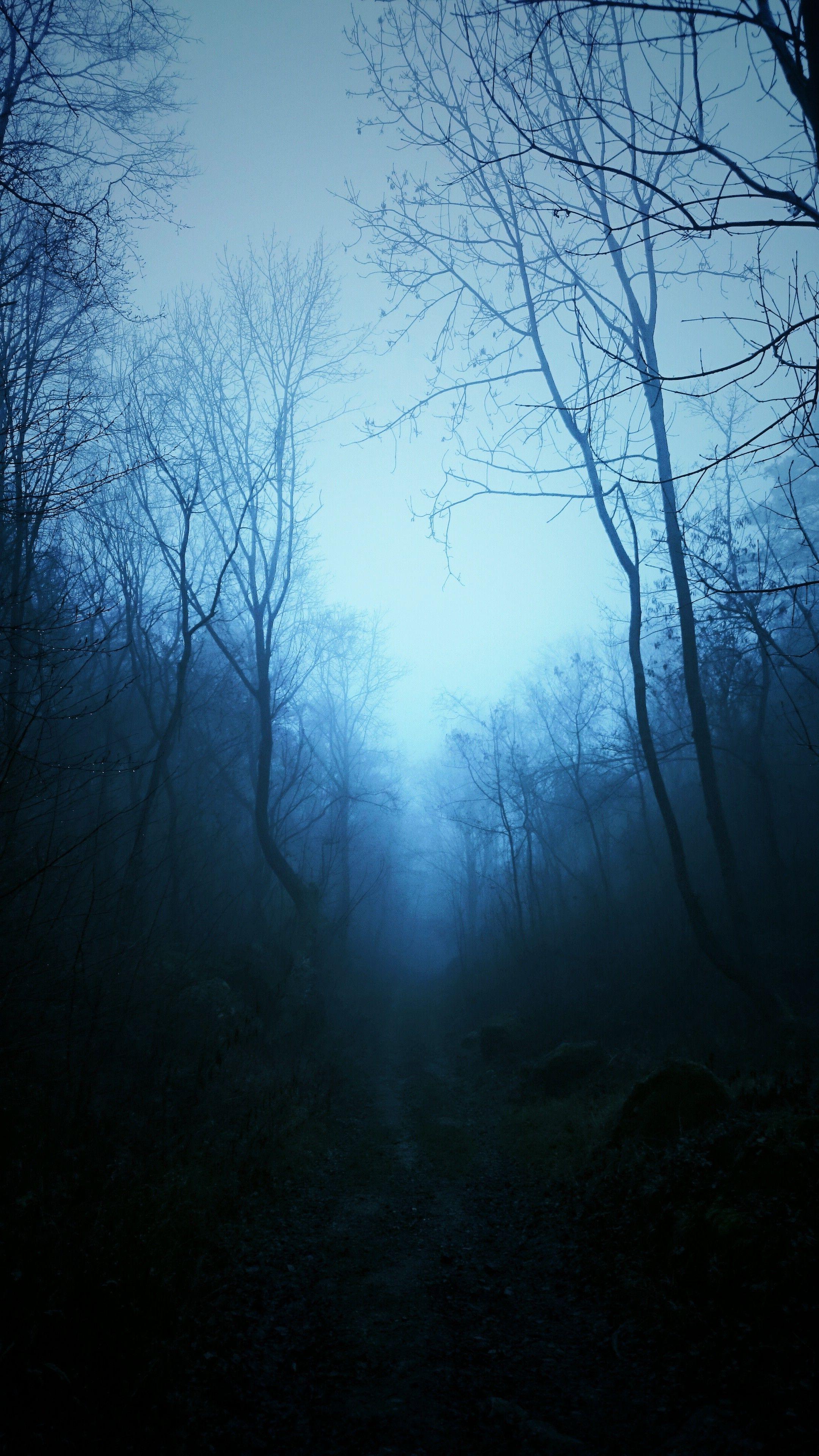 Blue Tree Wallpaper Free