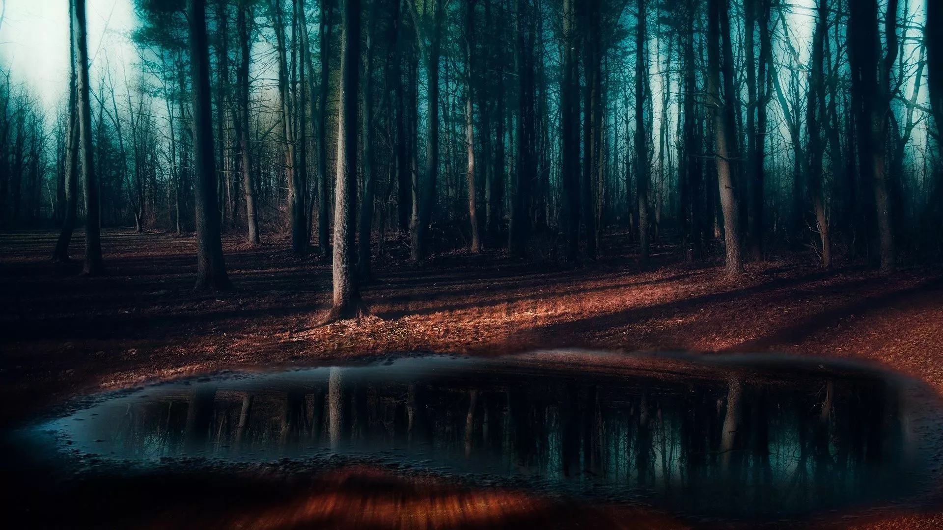 Pine Trees Forest Mist Puddle Frost