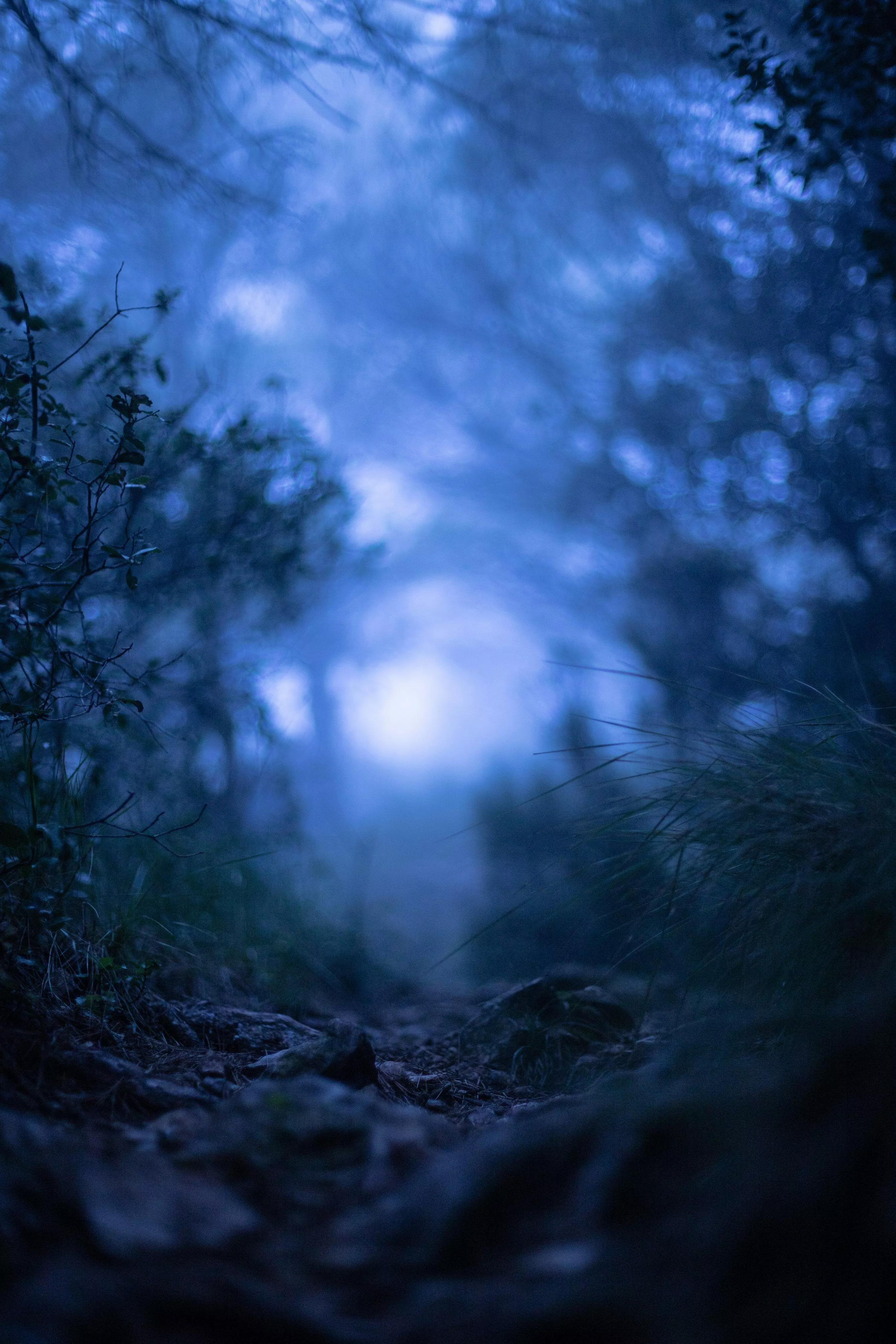 Blue Forest Picture. Download Free