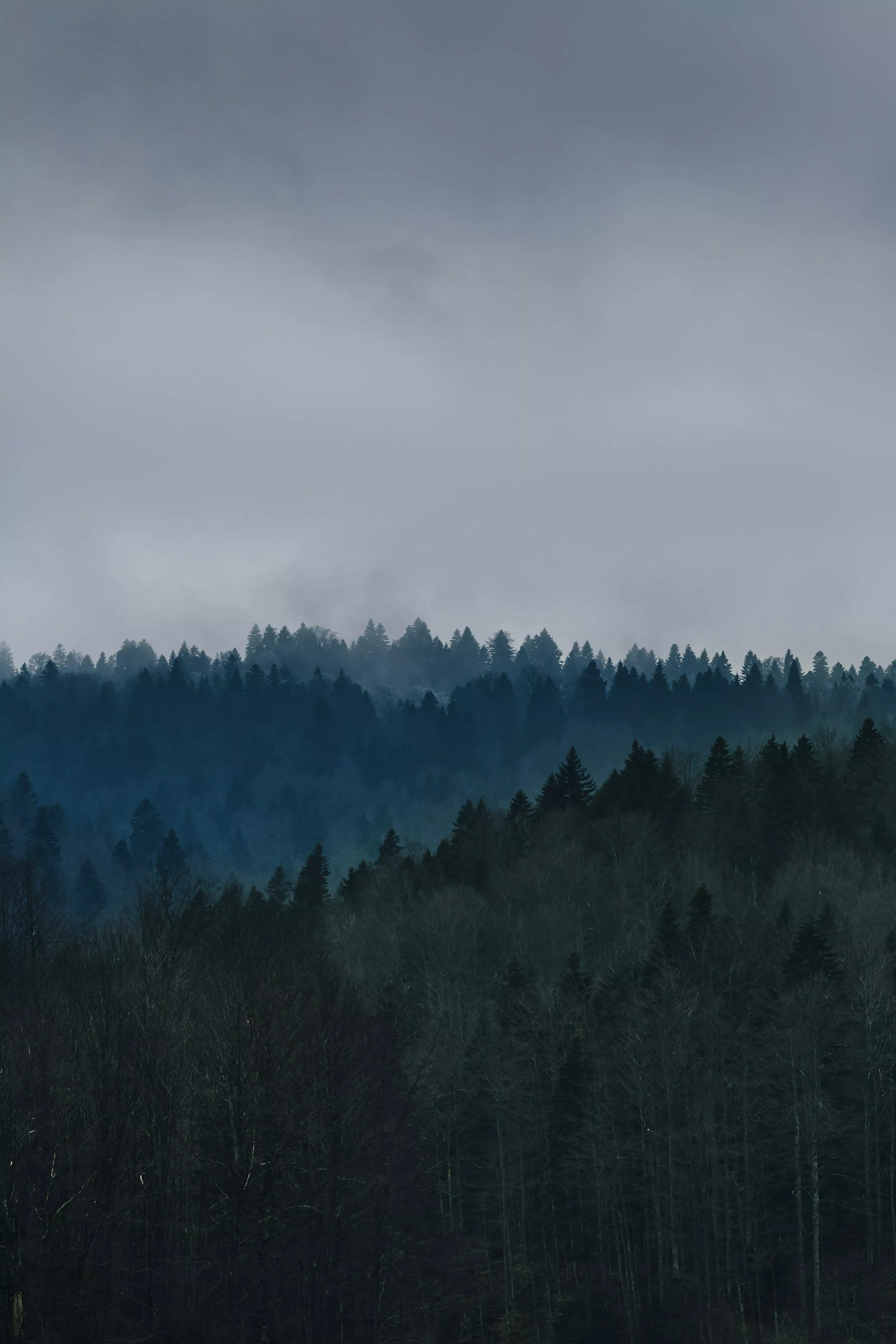 Blue Forest Picture. Download Free