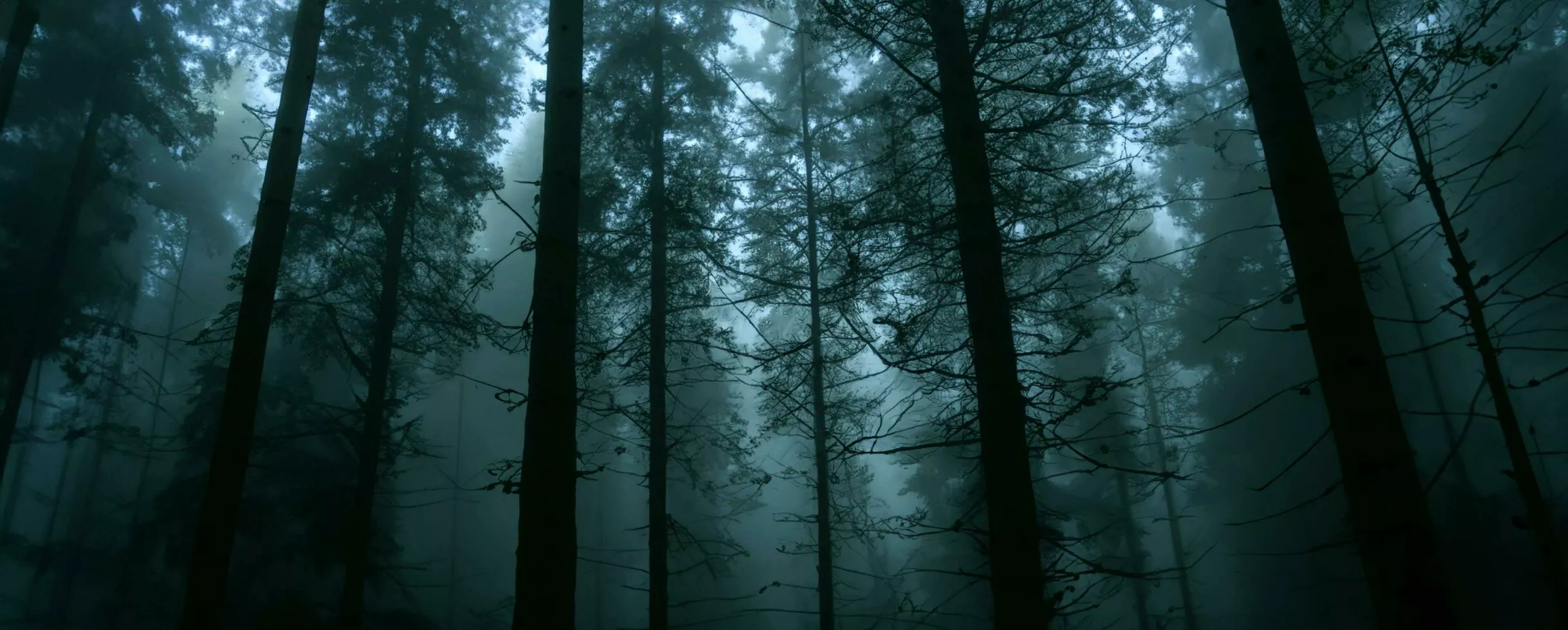 Dark Forest Background