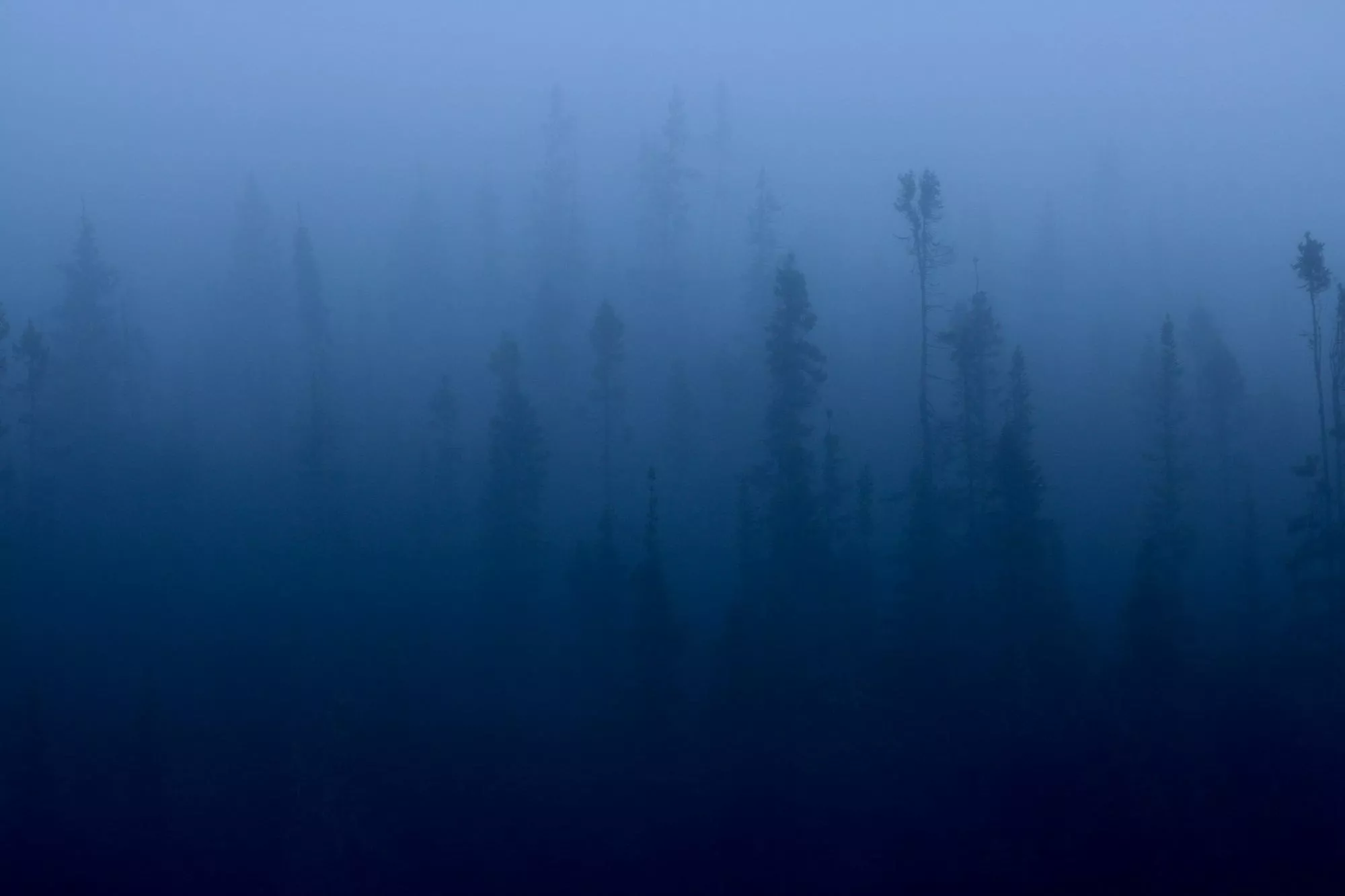 The Blue Forest. A Short Poem about