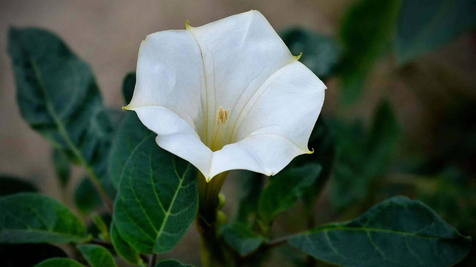 Moonflower, or Datura, Is One of Texas