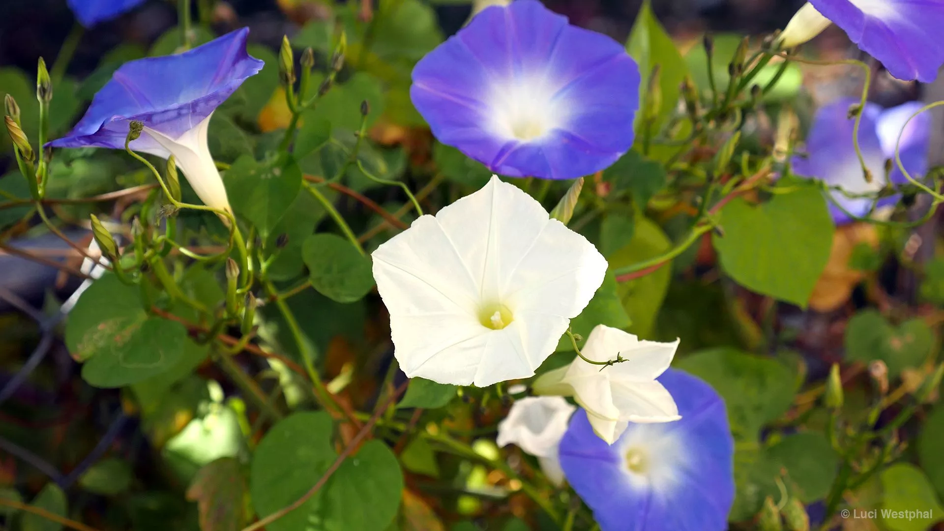 Moonflower Time Lapse