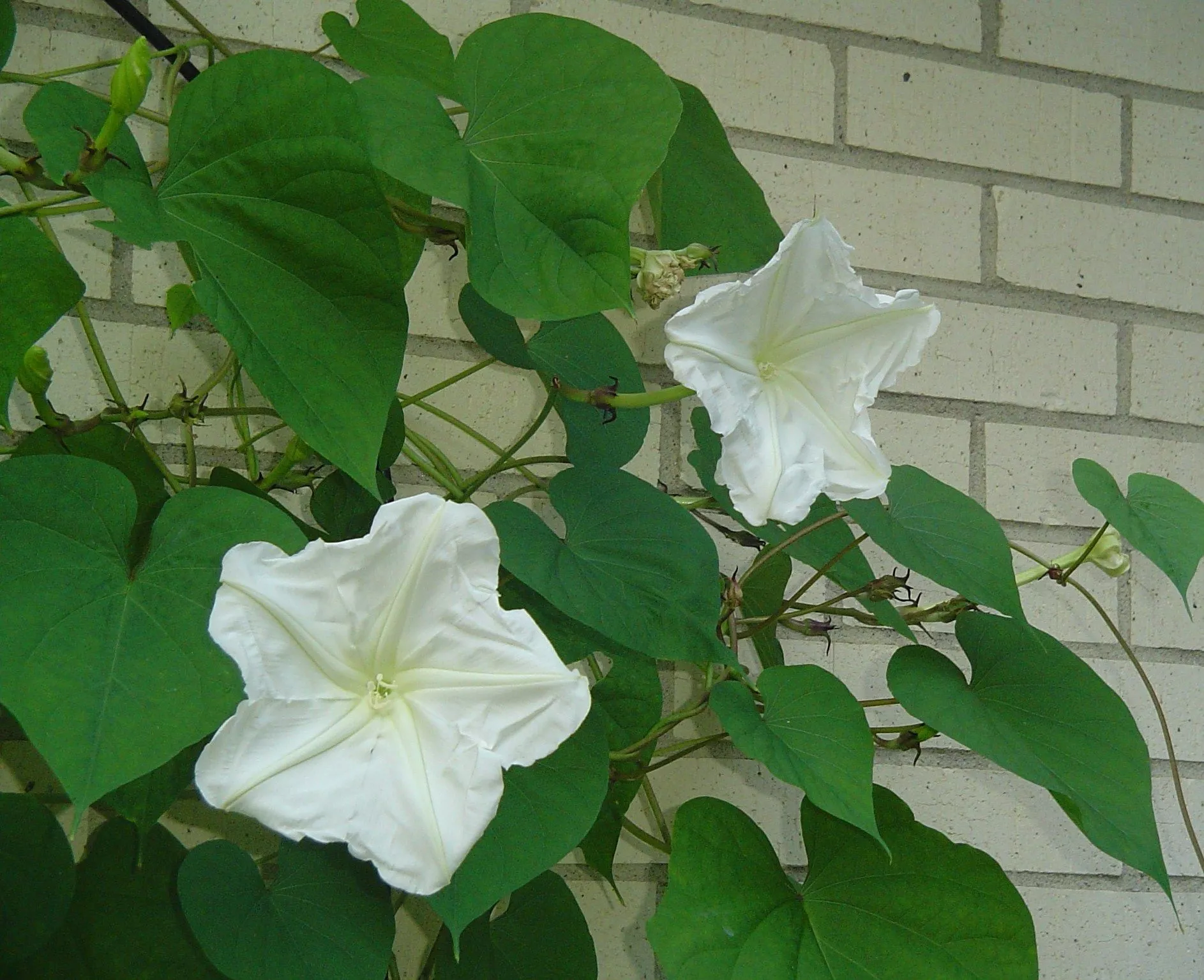 Moonflowers, Another Pass Along Plant