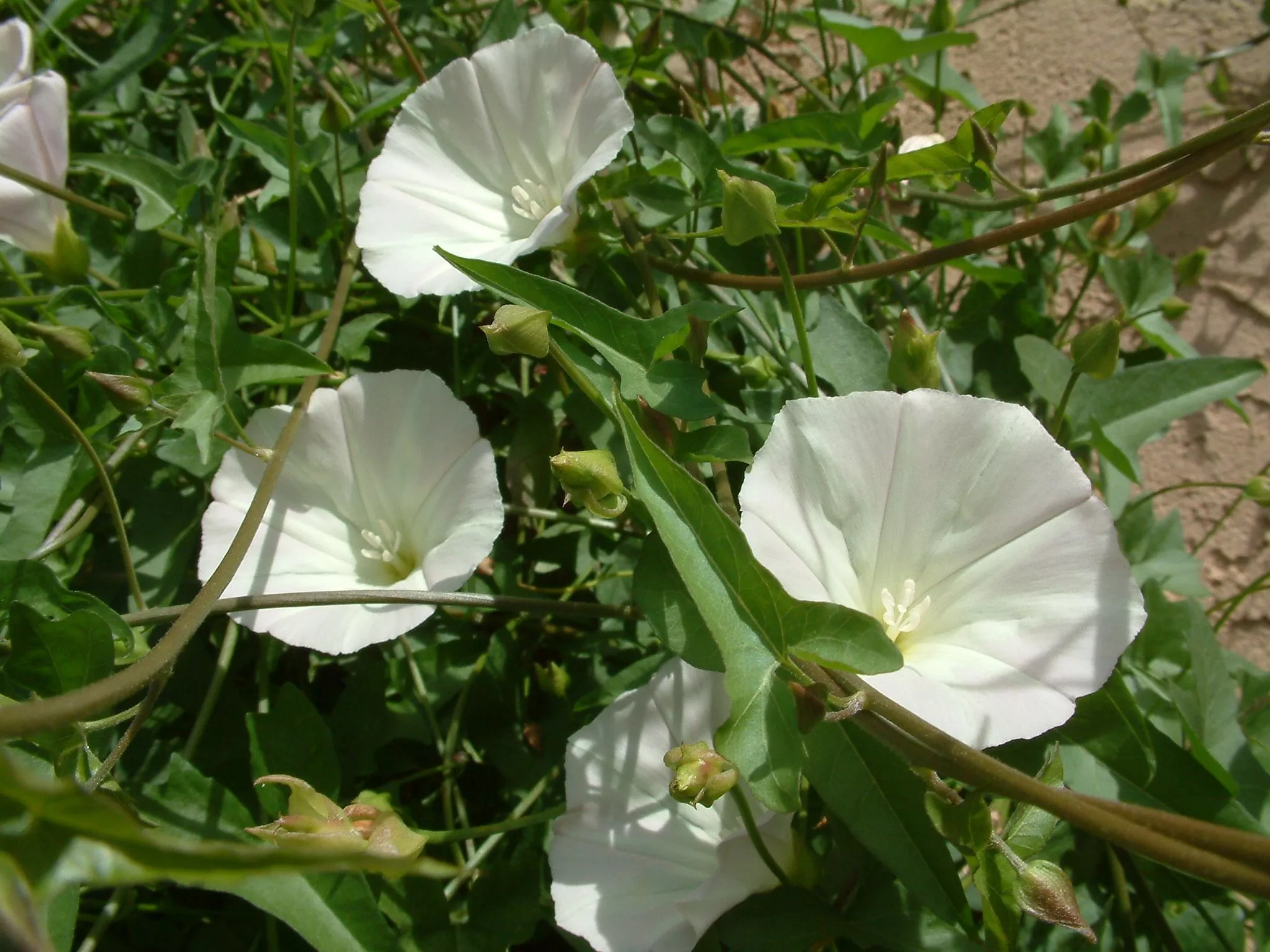 Ipomoea alba