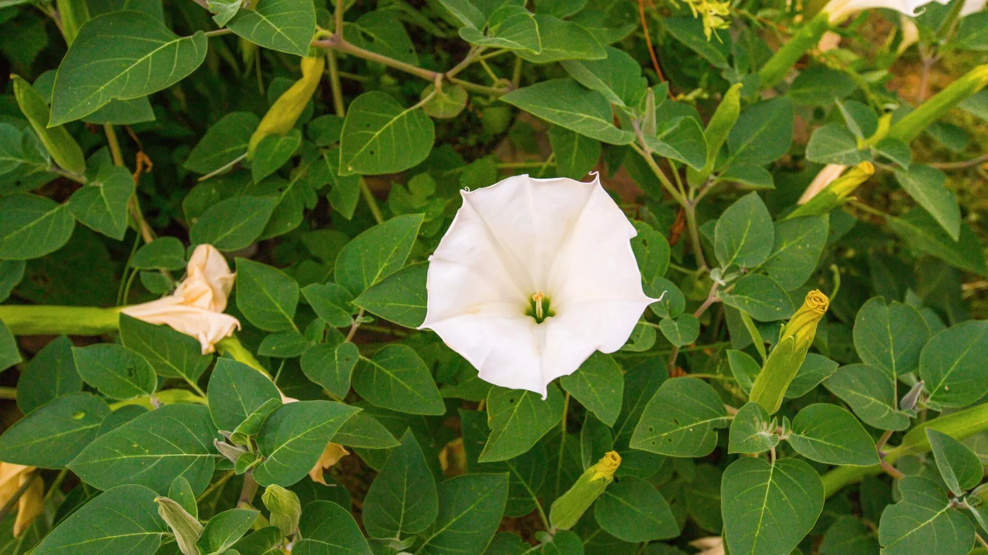 Moonflower Vine