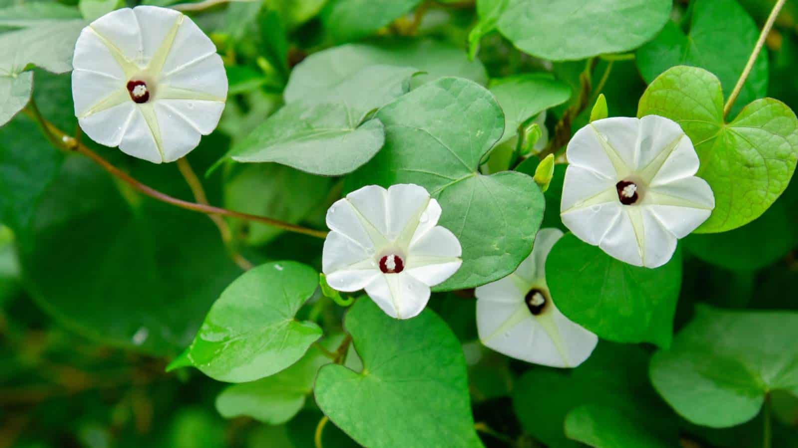 How To Plant And Grow Moonflower Full