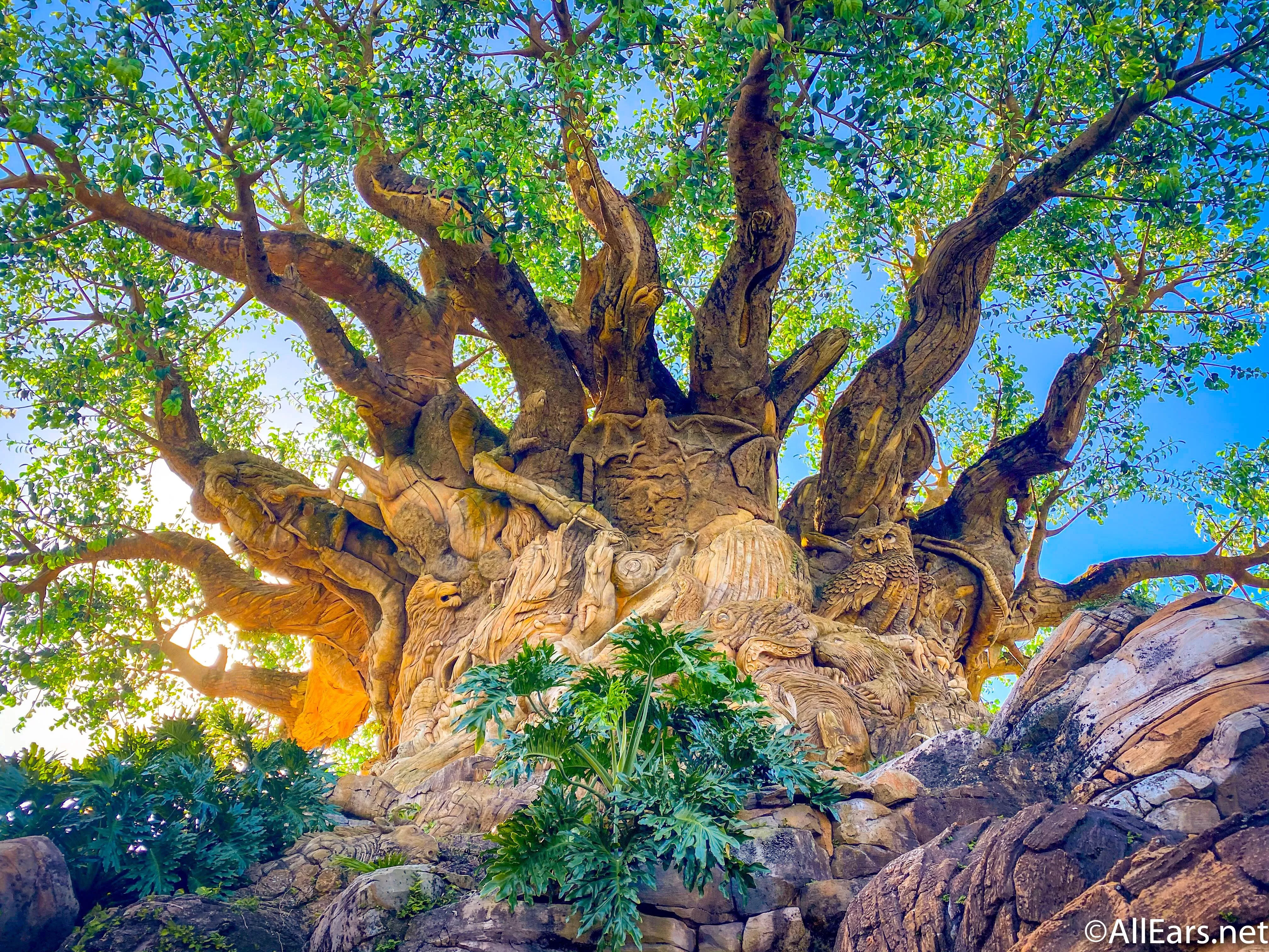 Tree Of Life Landscape Wallpaper