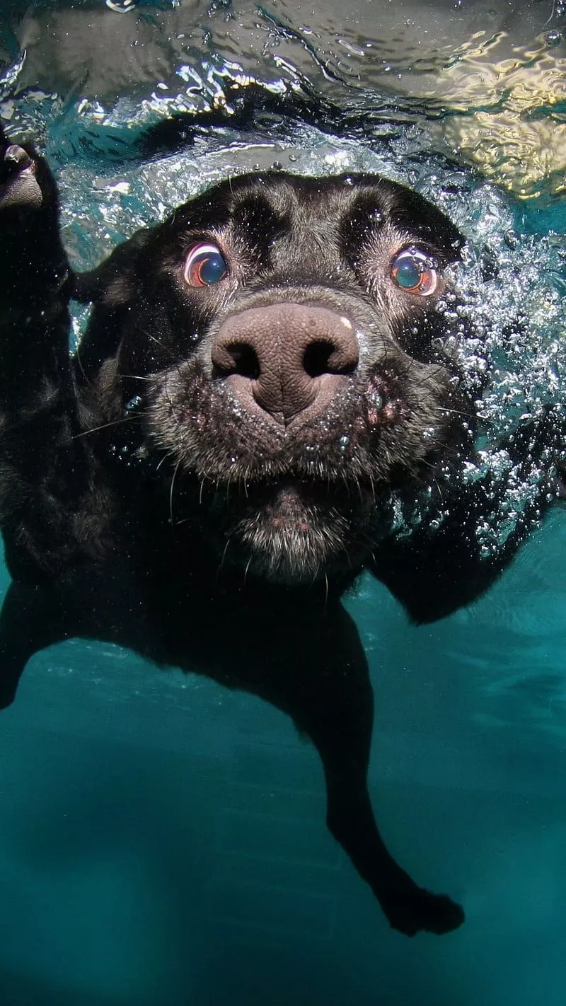 Funny Animals dog, dogs, puppy, sweet, HD phone wallpaper