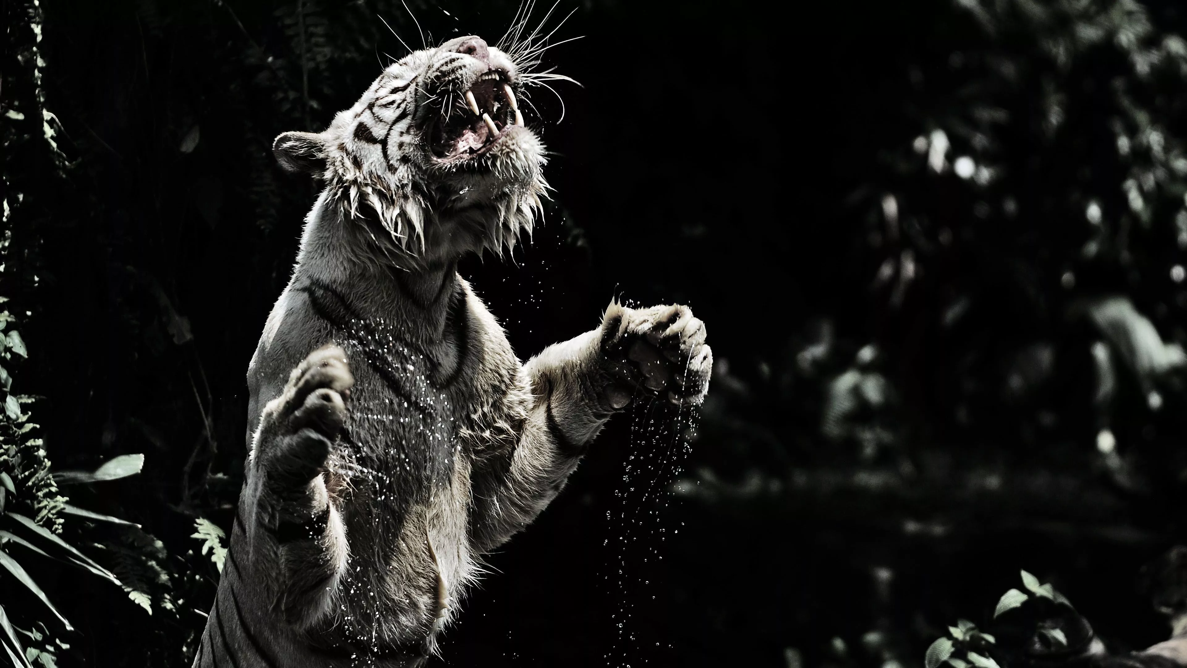 Black And White Photo Of Funny Tiger 4K