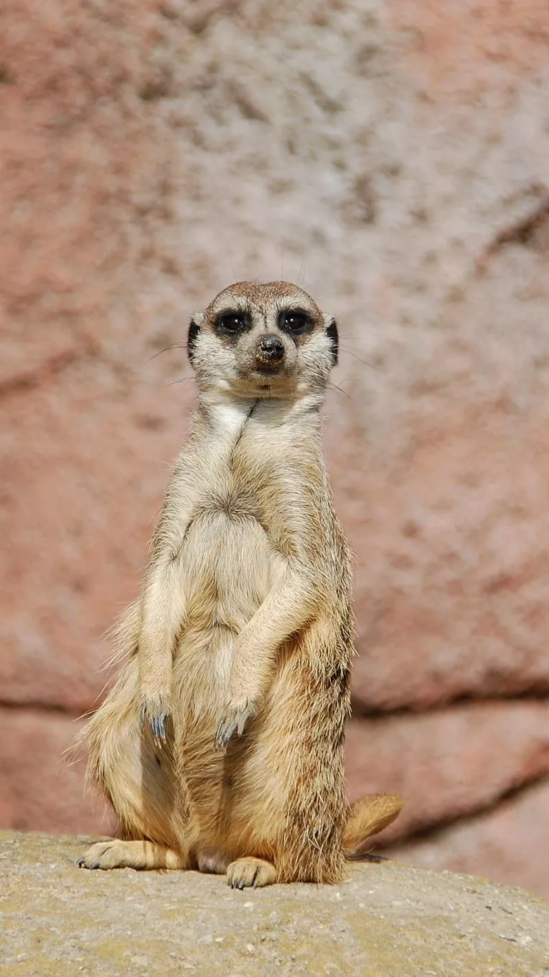 Meerkat Funny, animal, wild, HD phone wallpaper