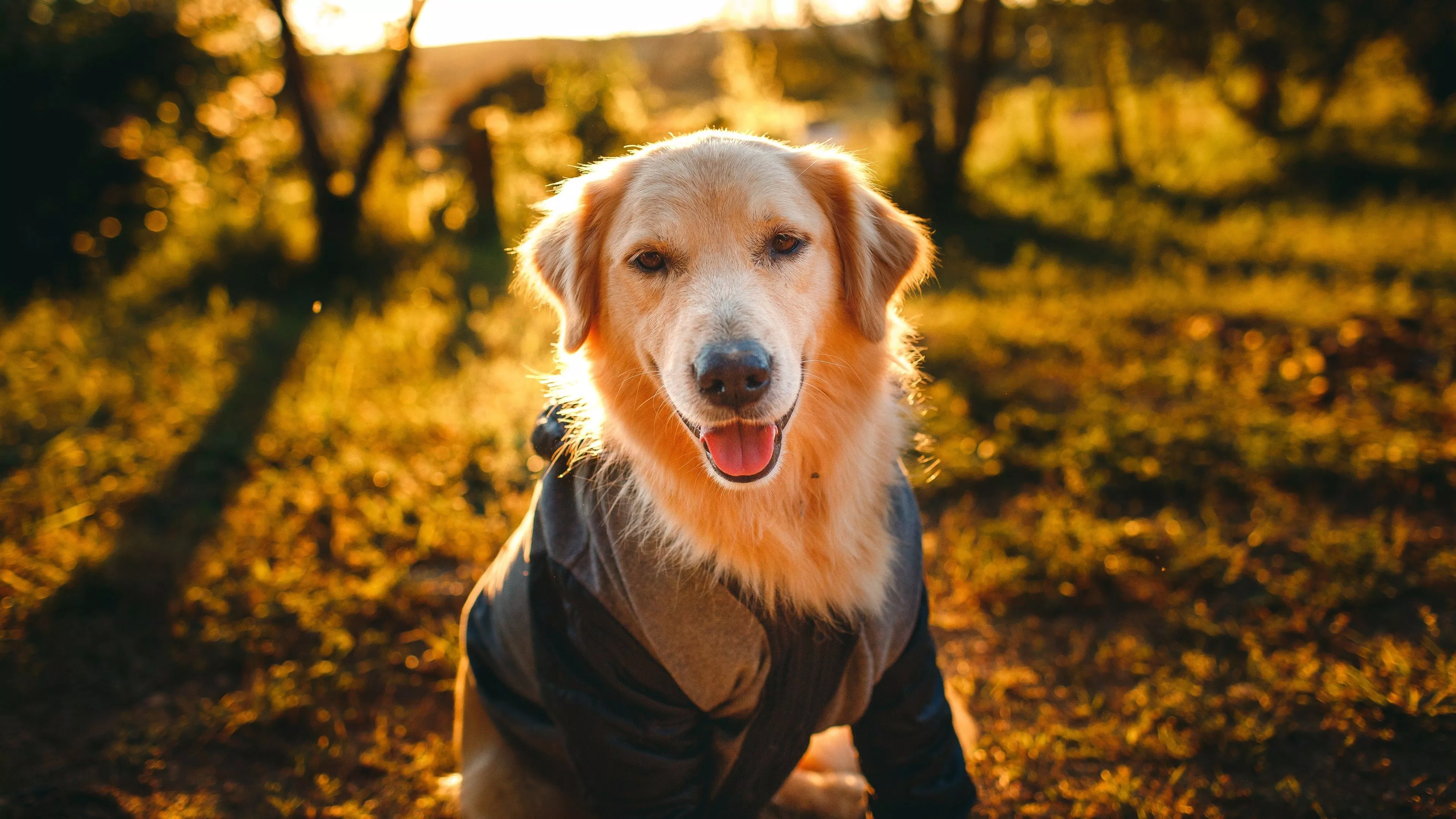 Funny Golden Retriever Dog With Dress