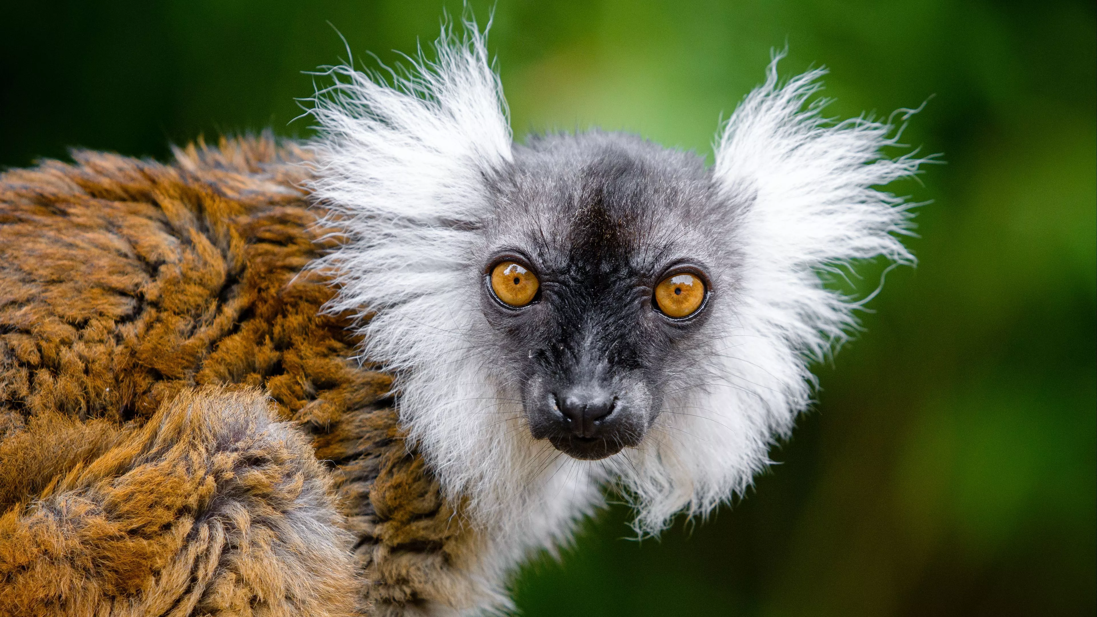 Download wallpaper 3840x2160 lemur