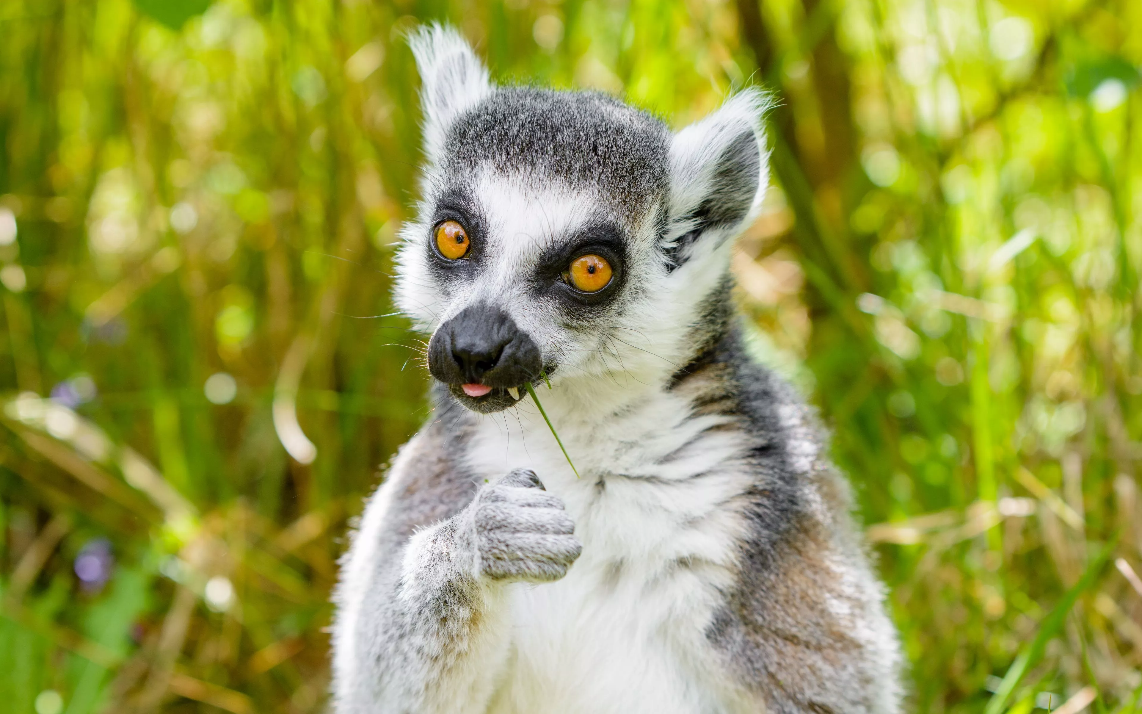 Download wallpaper 3840x2400 lemur
