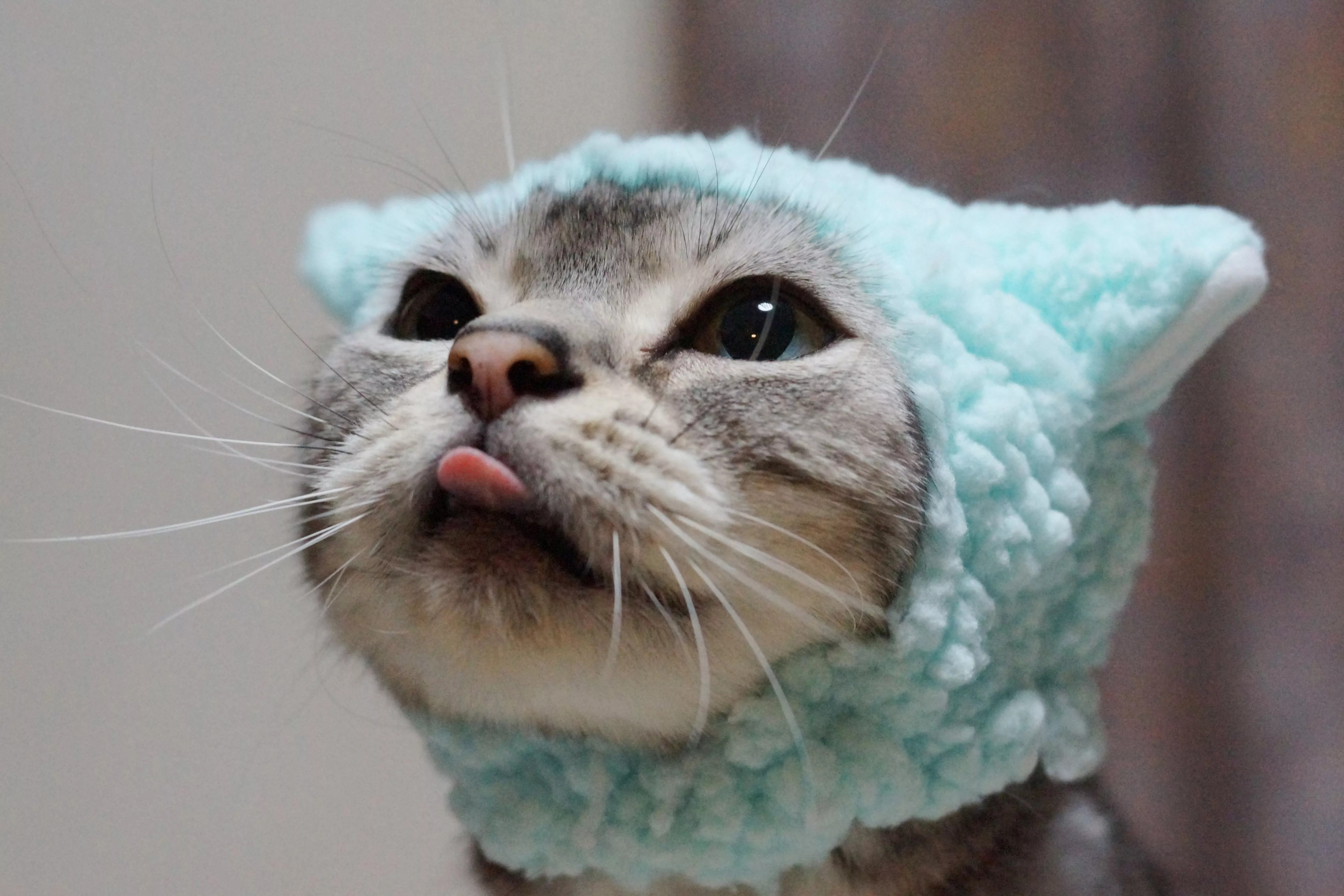 Funny Animal Cat 4k Ultra HD Wallpaper