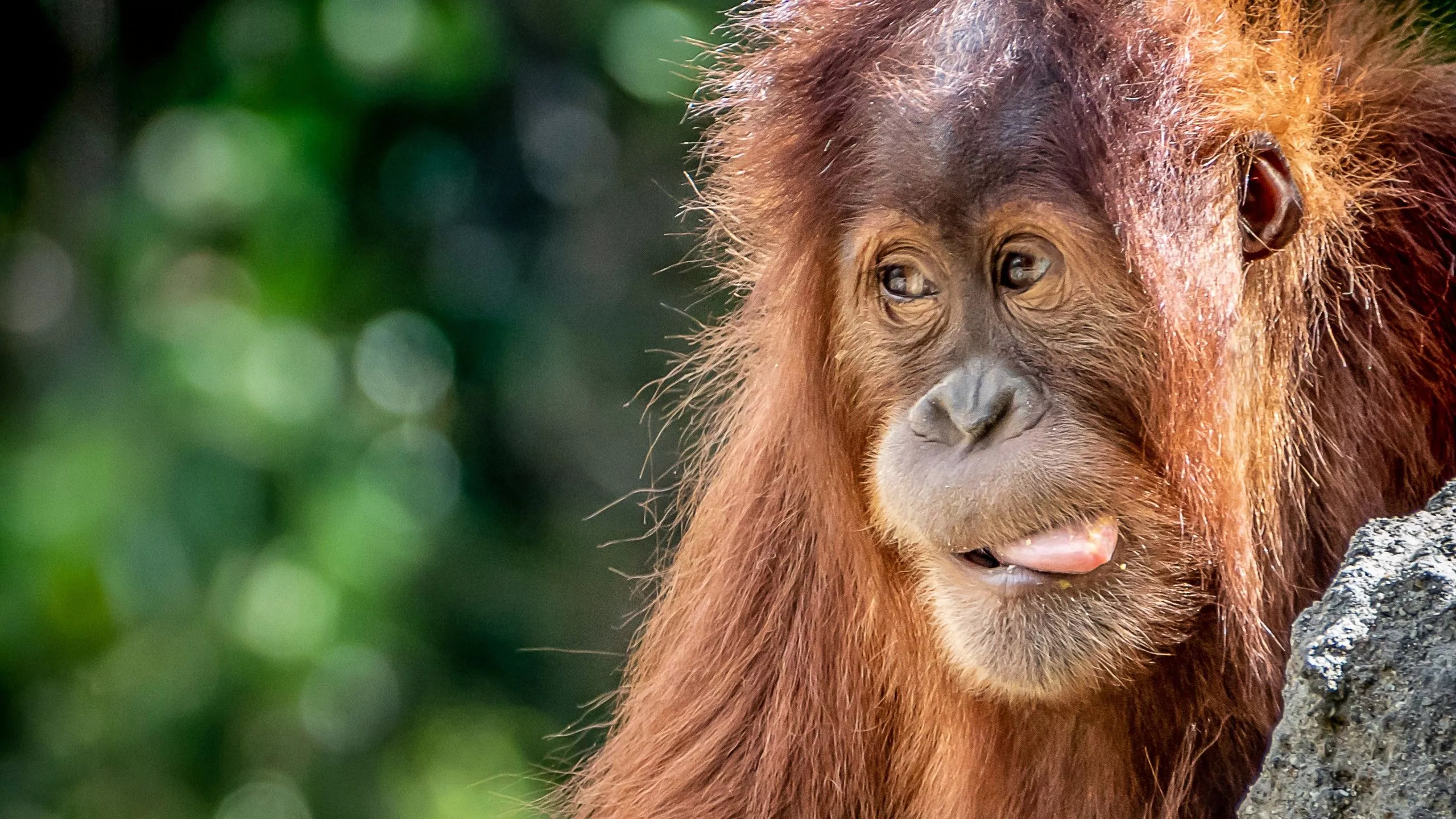 Funny Orangutan Face With Tongue Out