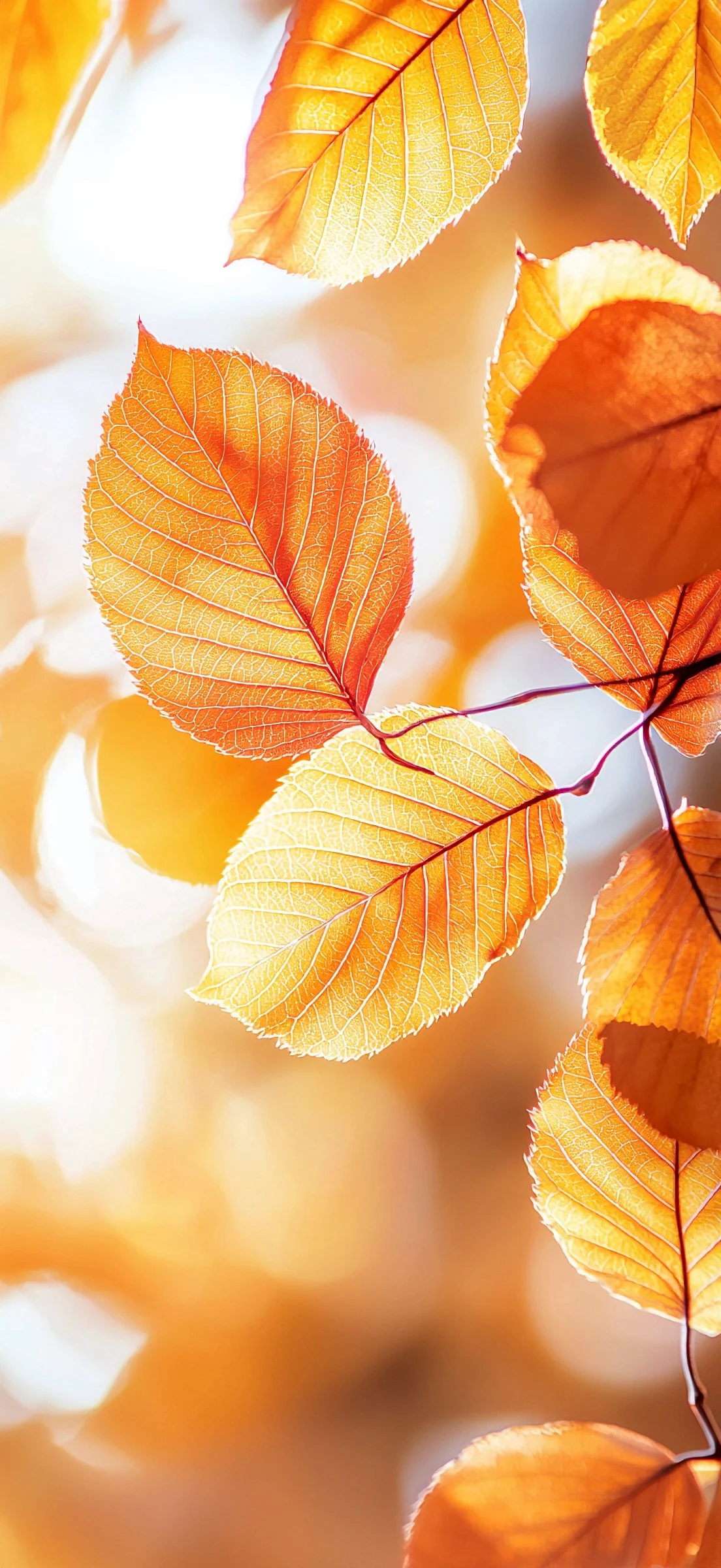 Fall iPhone Wallpaper: Bring