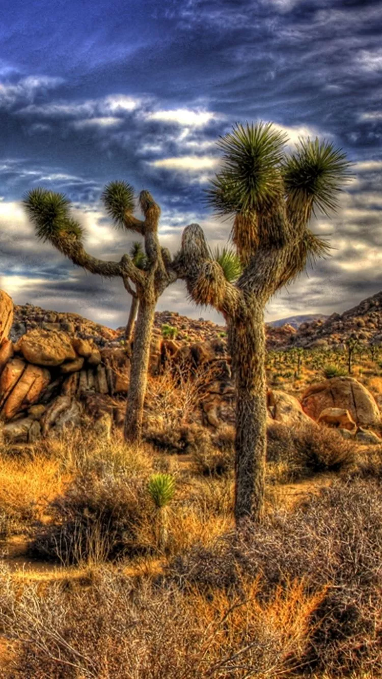 Mobile wallpaper: Joshua Tree National