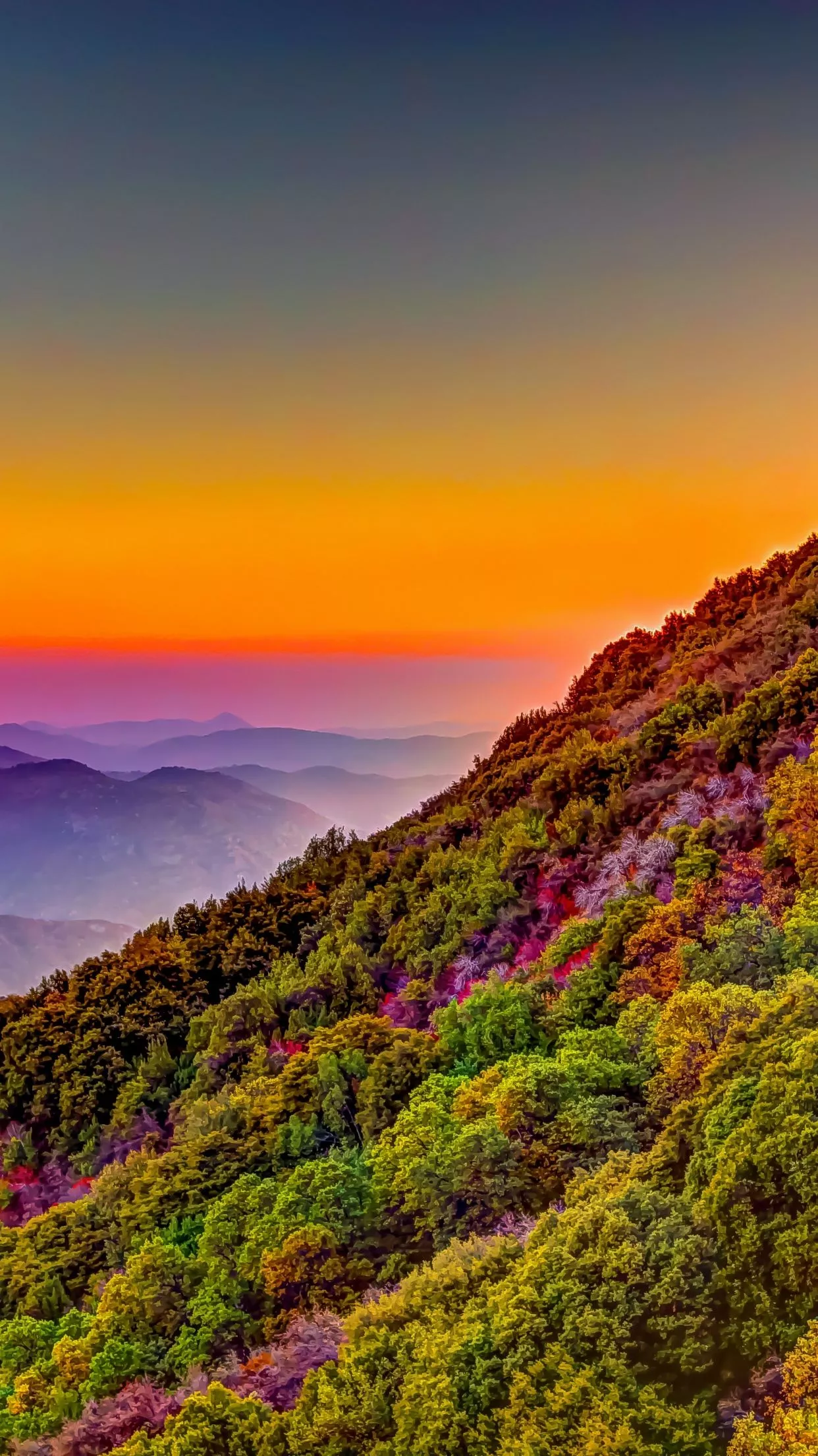 Sequoia National Park Wallpaper 4K