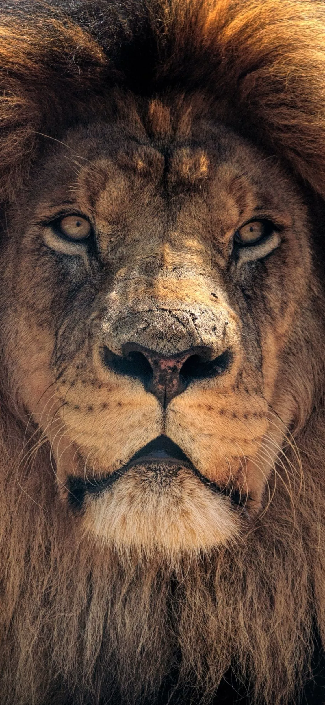 Download wallpaper 1125x2436 lion