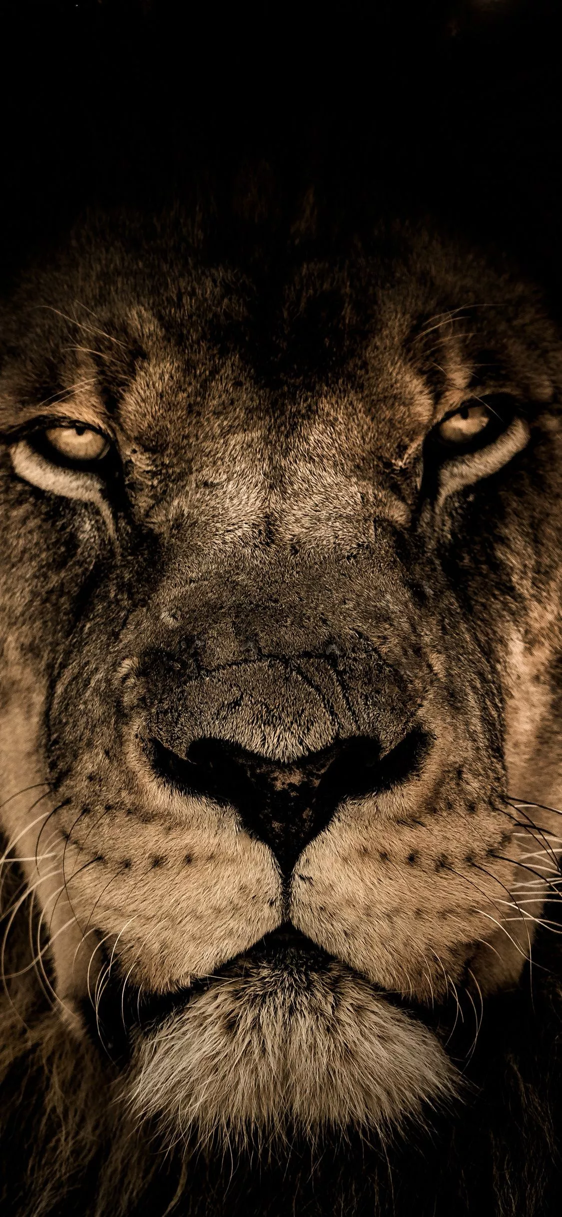 African Lion Face Closeup 5k