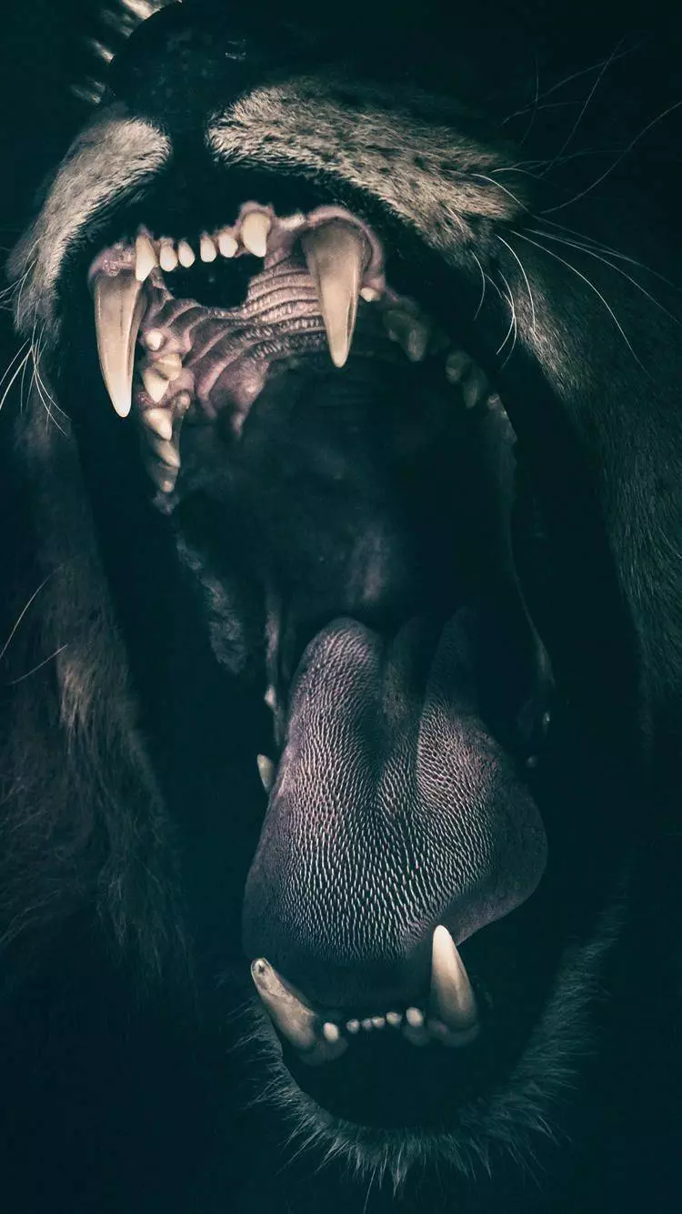 Wallpaper Lions on iPhone download