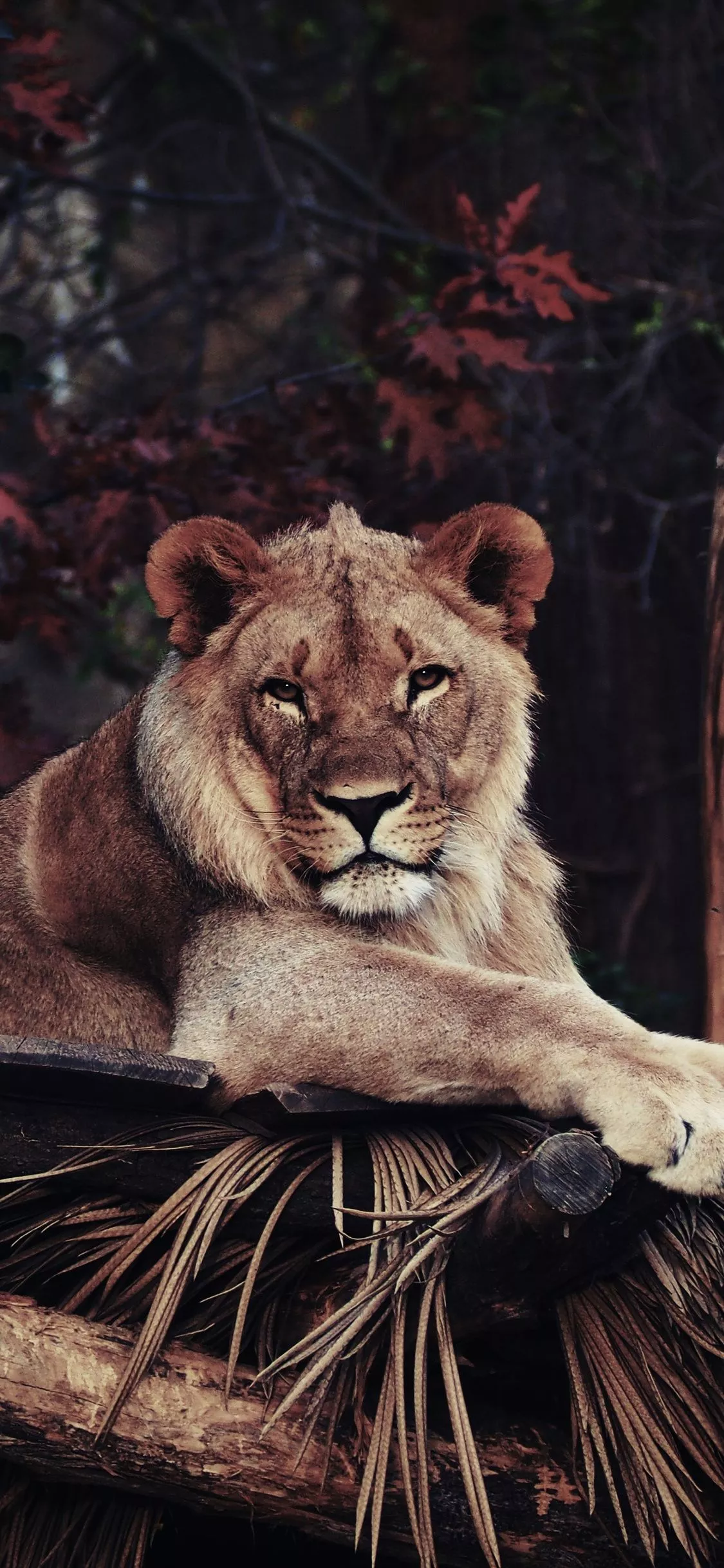 Lion In Zoo 4k iPhone XS
