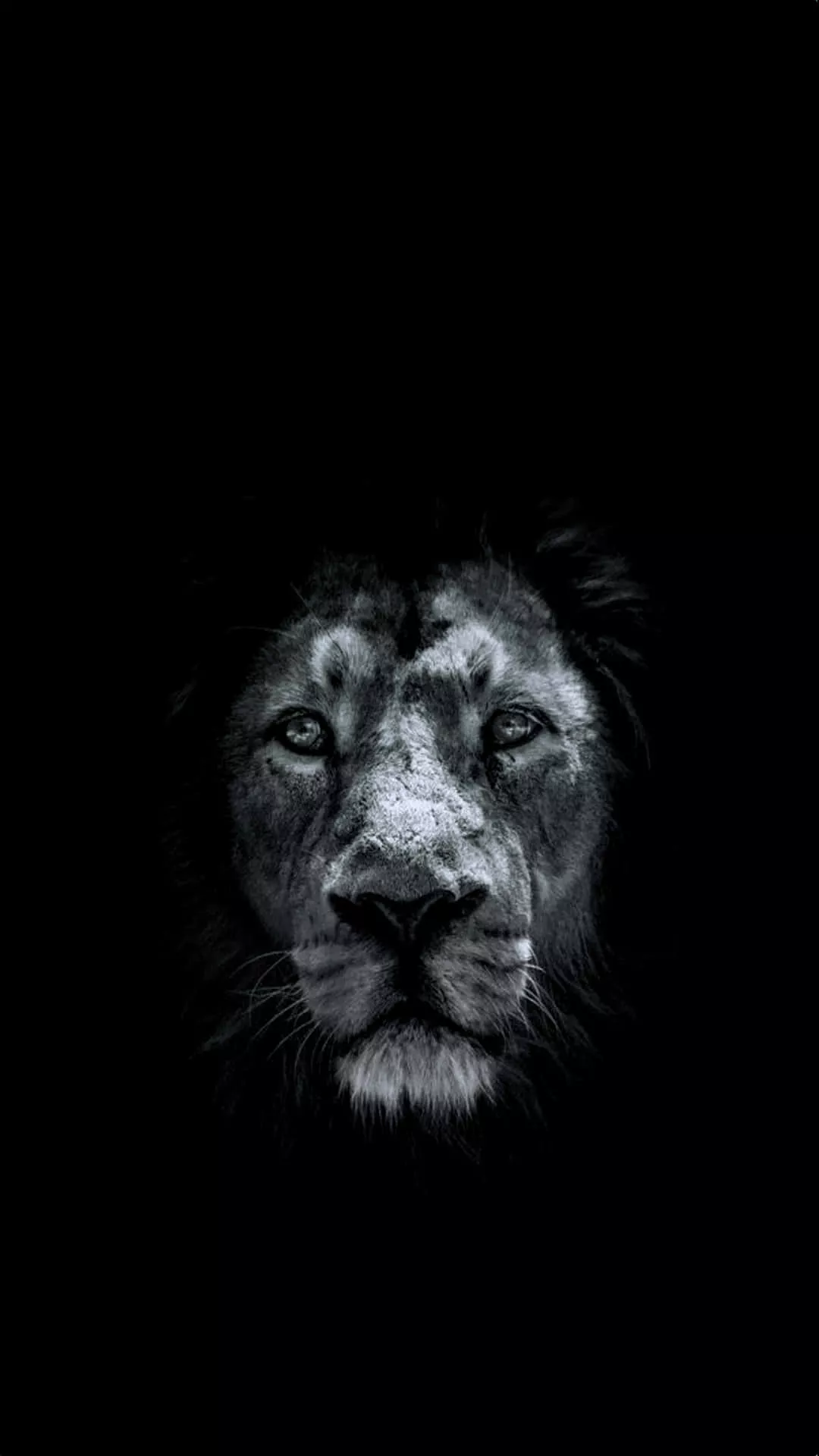 Black And White Lion Face