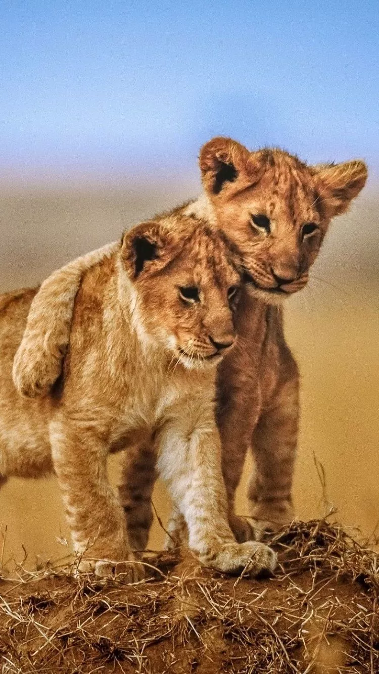 Cub Baby Animal Animal Lion Phone Wallpaper
