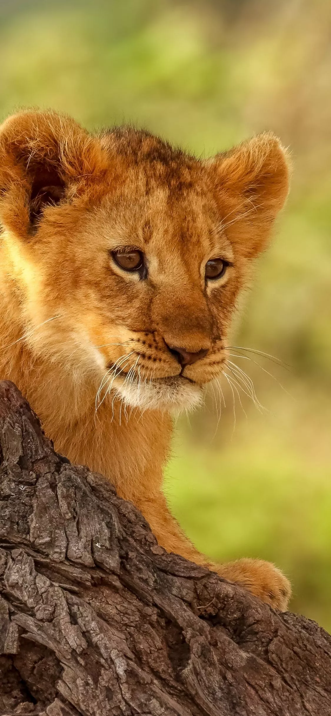 Download wallpaper 1125x2436 lion cub