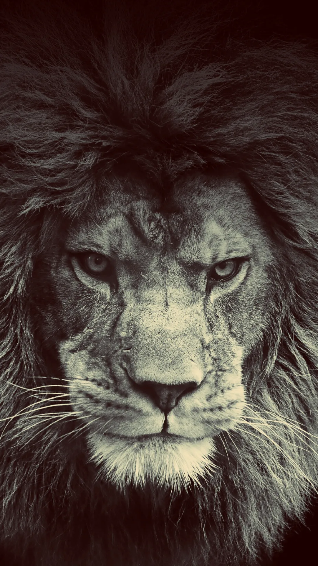 Lion Wallpaper for iPhone 11, Pro Max
