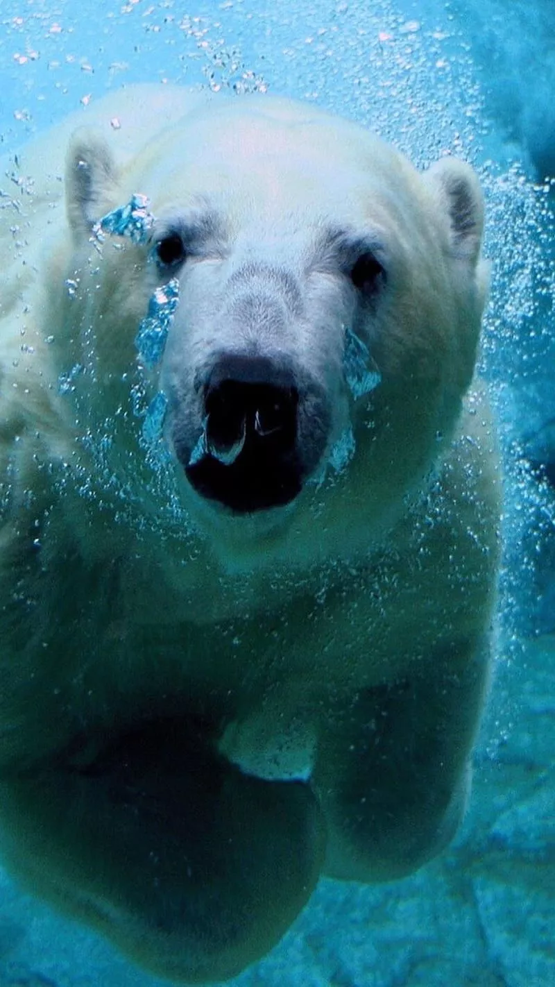 Bear, polar, HD phone wallpaper