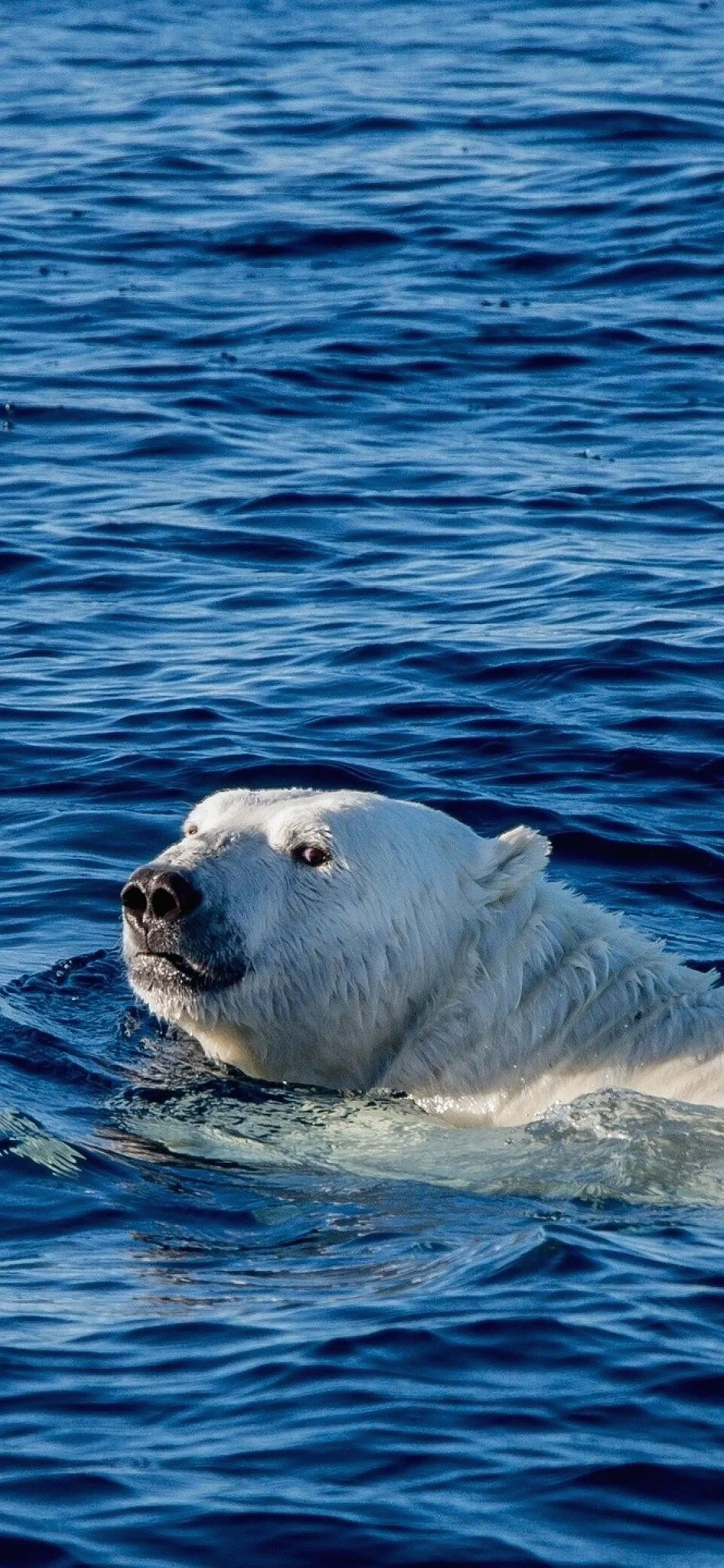 Swim Polar Bear Sea Animal